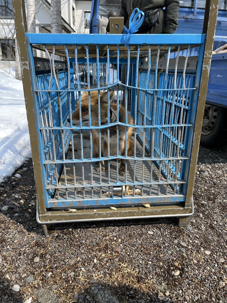 箱わなで保護(提供 中標津ぷろてくと)