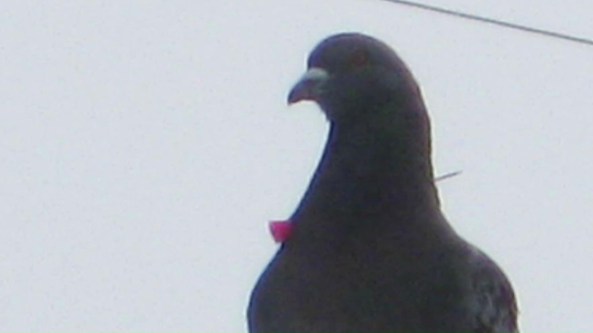 赤い矢のようなものが首元を貫通しているハト