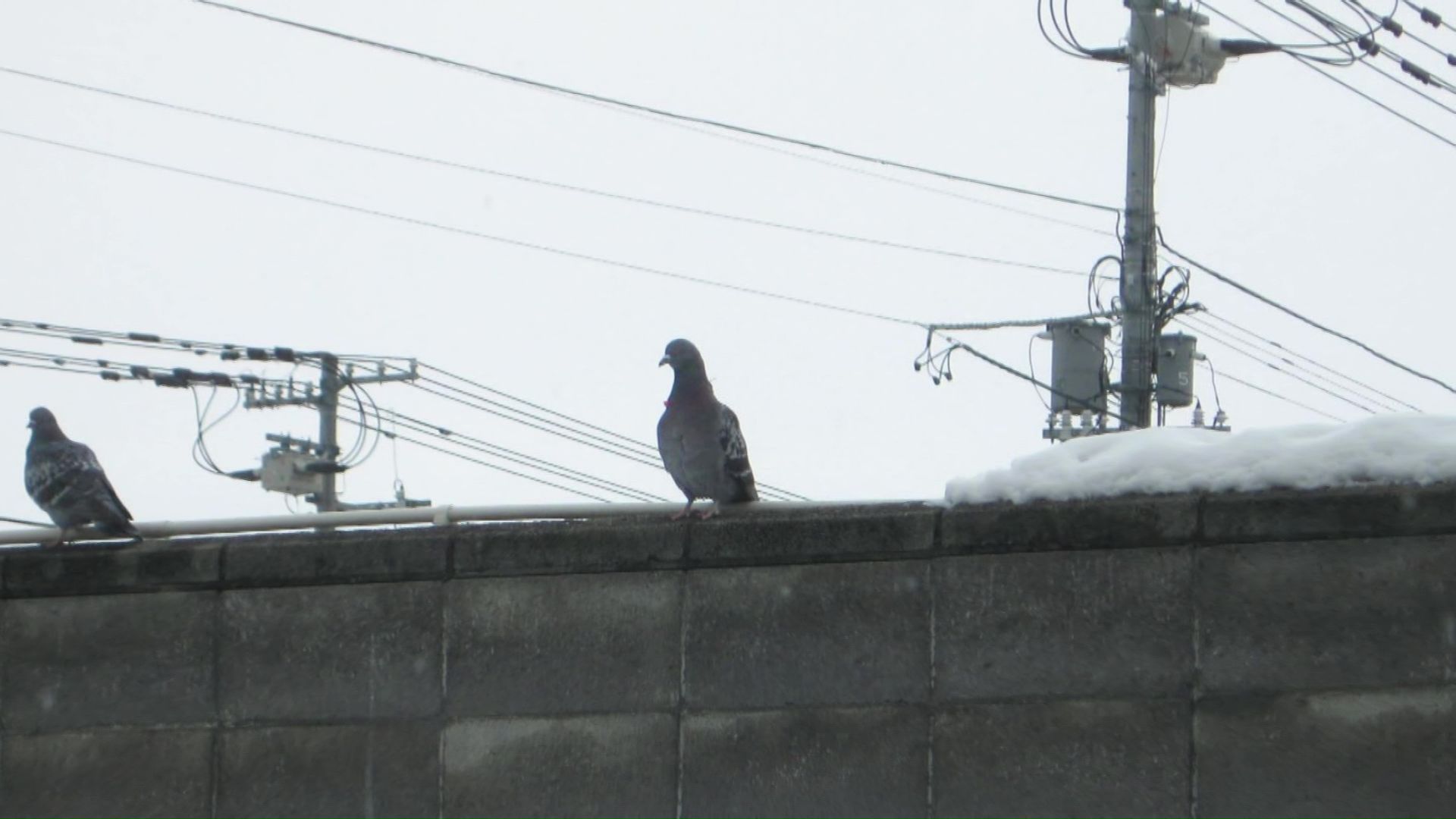 ブロック塀に立っているハト