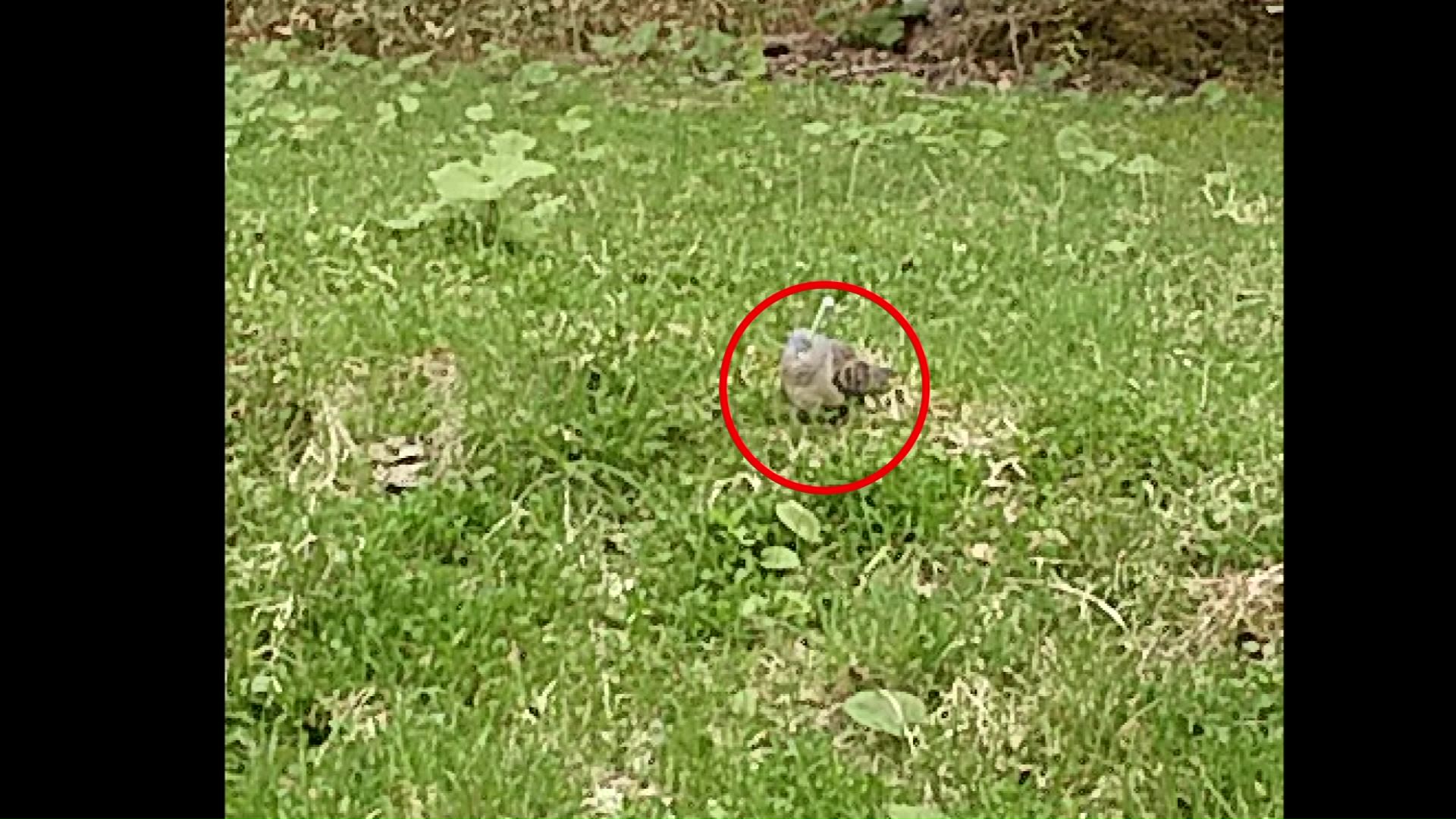 2023年に札幌で目撃された”矢が刺さった”ハト