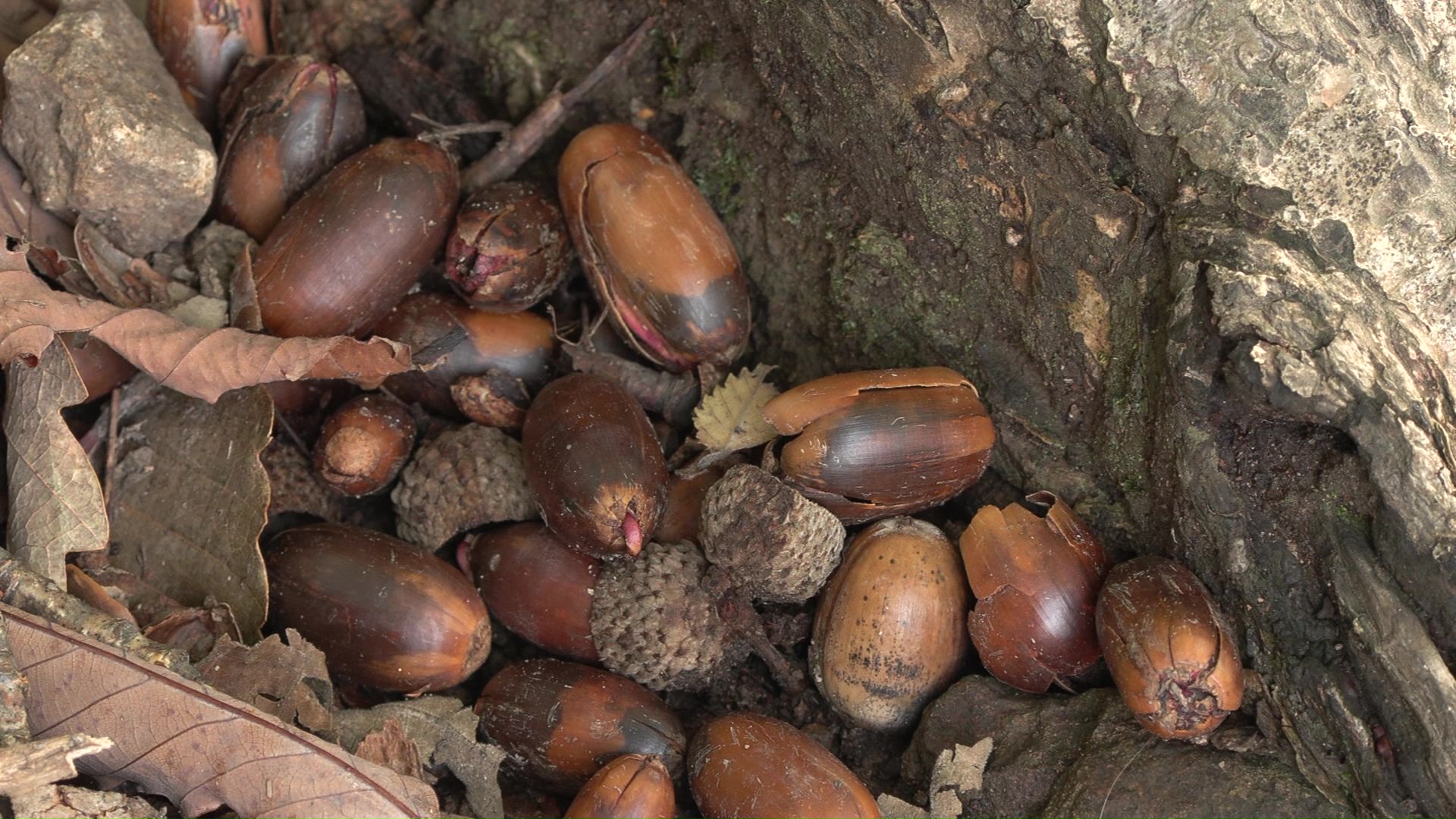 10年ぶり「並作」のドングリ