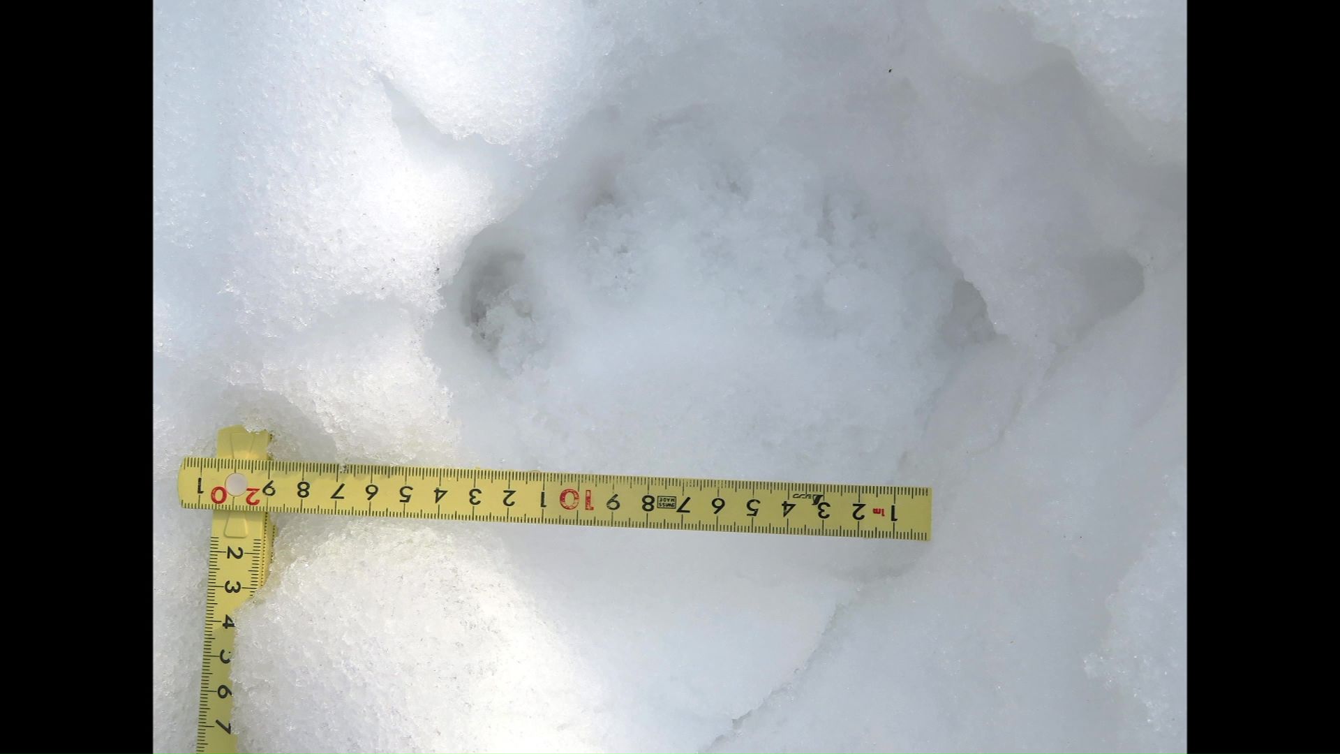 札幌市西区でも通行人がクマ目撃(資料:札幌市)