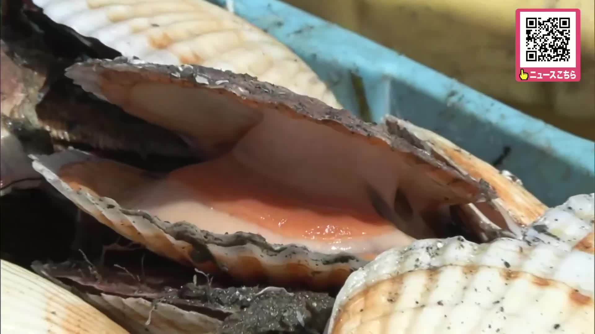 水揚げされたホタテ