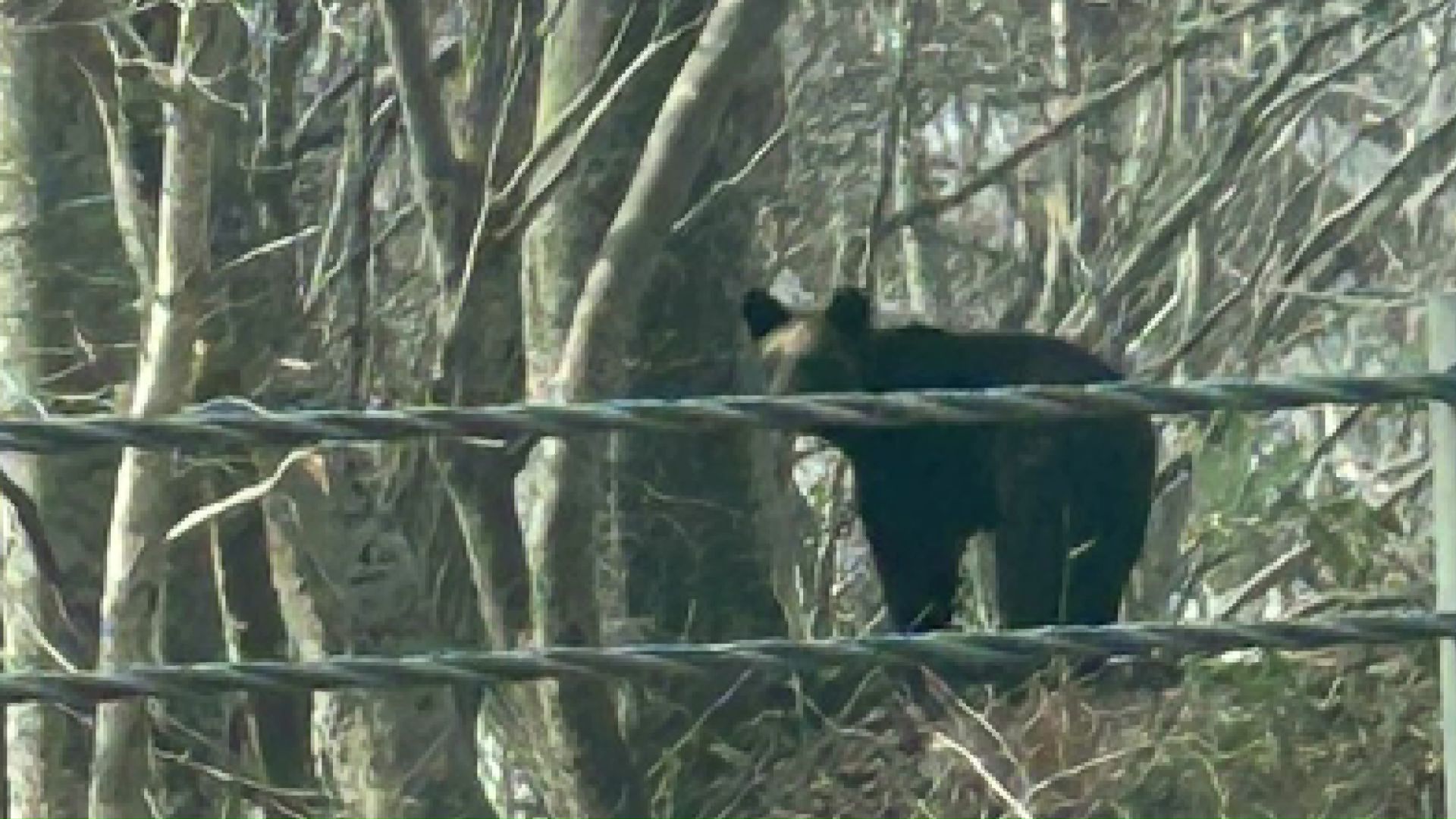 厚沢部町で目撃されたクマ(提供:視聴者)