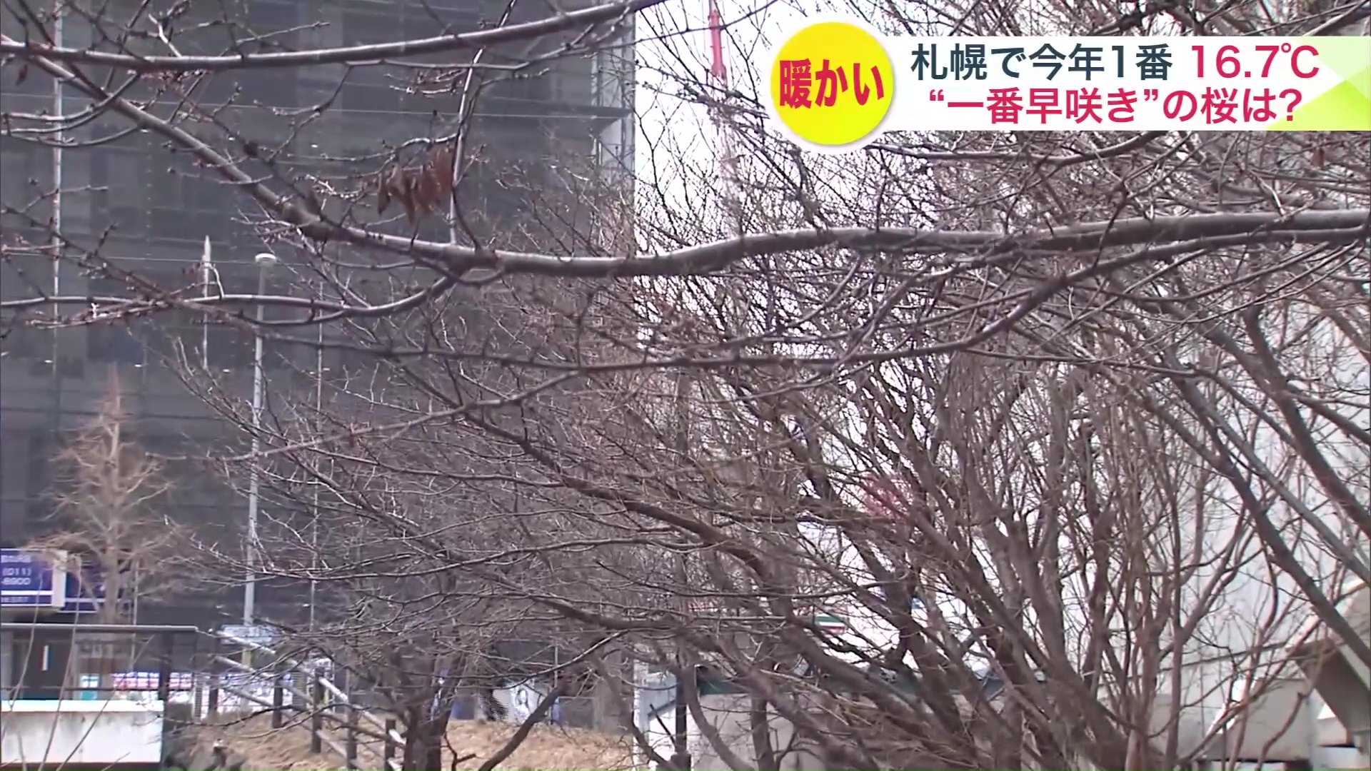 今年は見渡す限りつぼみ