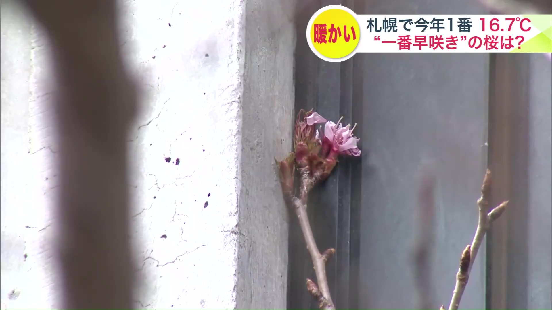 ビルの窓際にわずか1輪