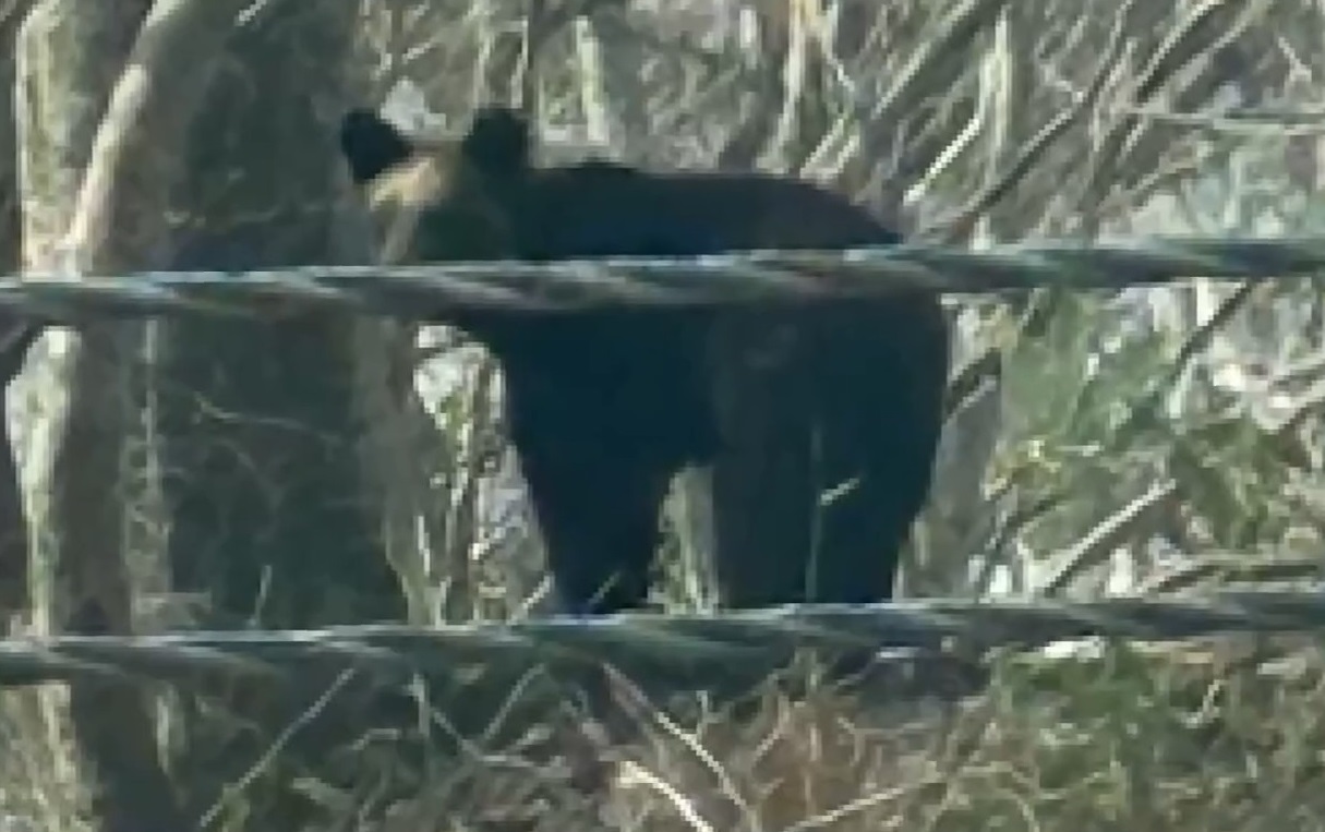 厚沢部町で目撃されたクマ(撮影:視聴者)