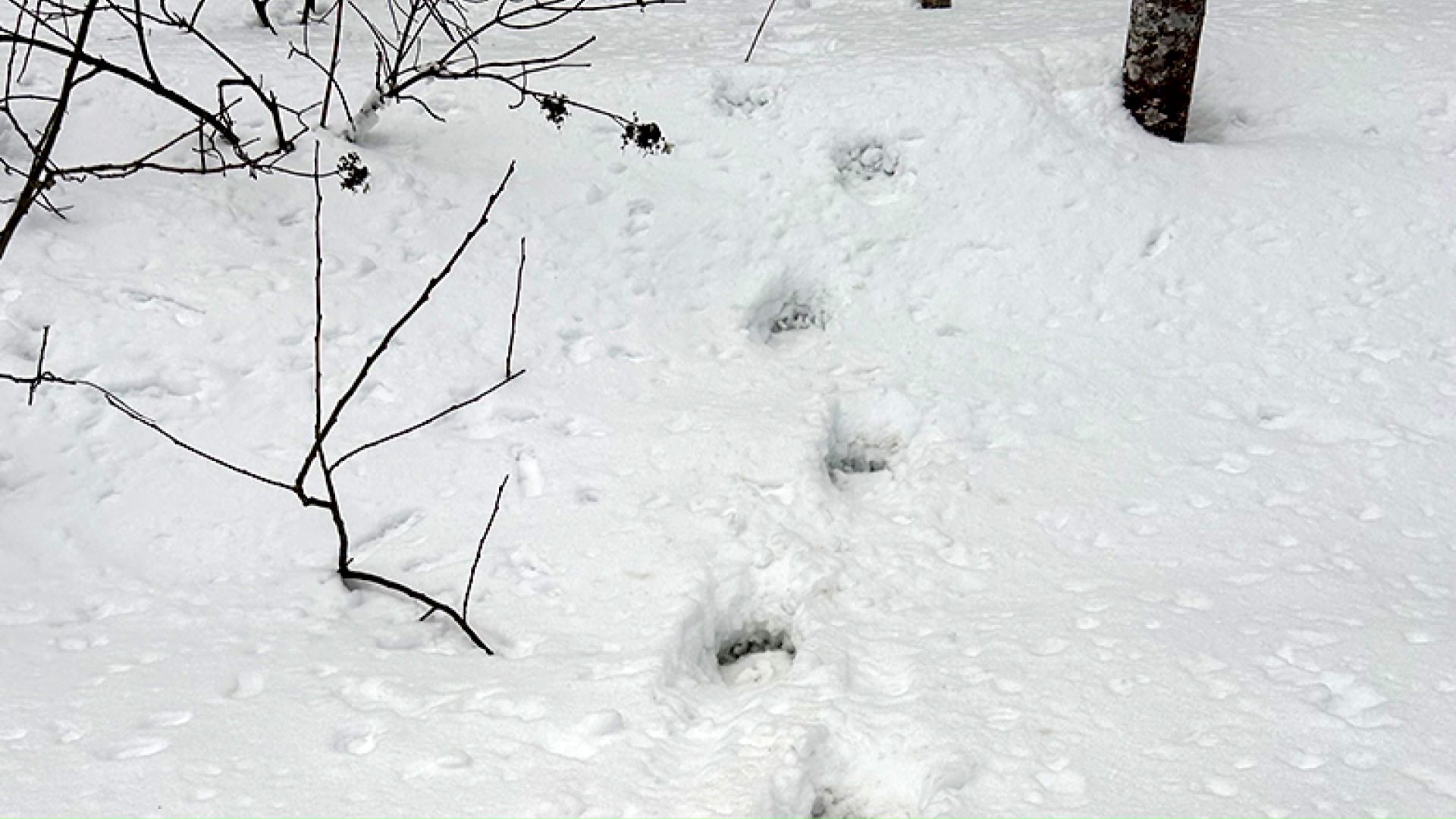 クマの足跡（提供：美瑛町）