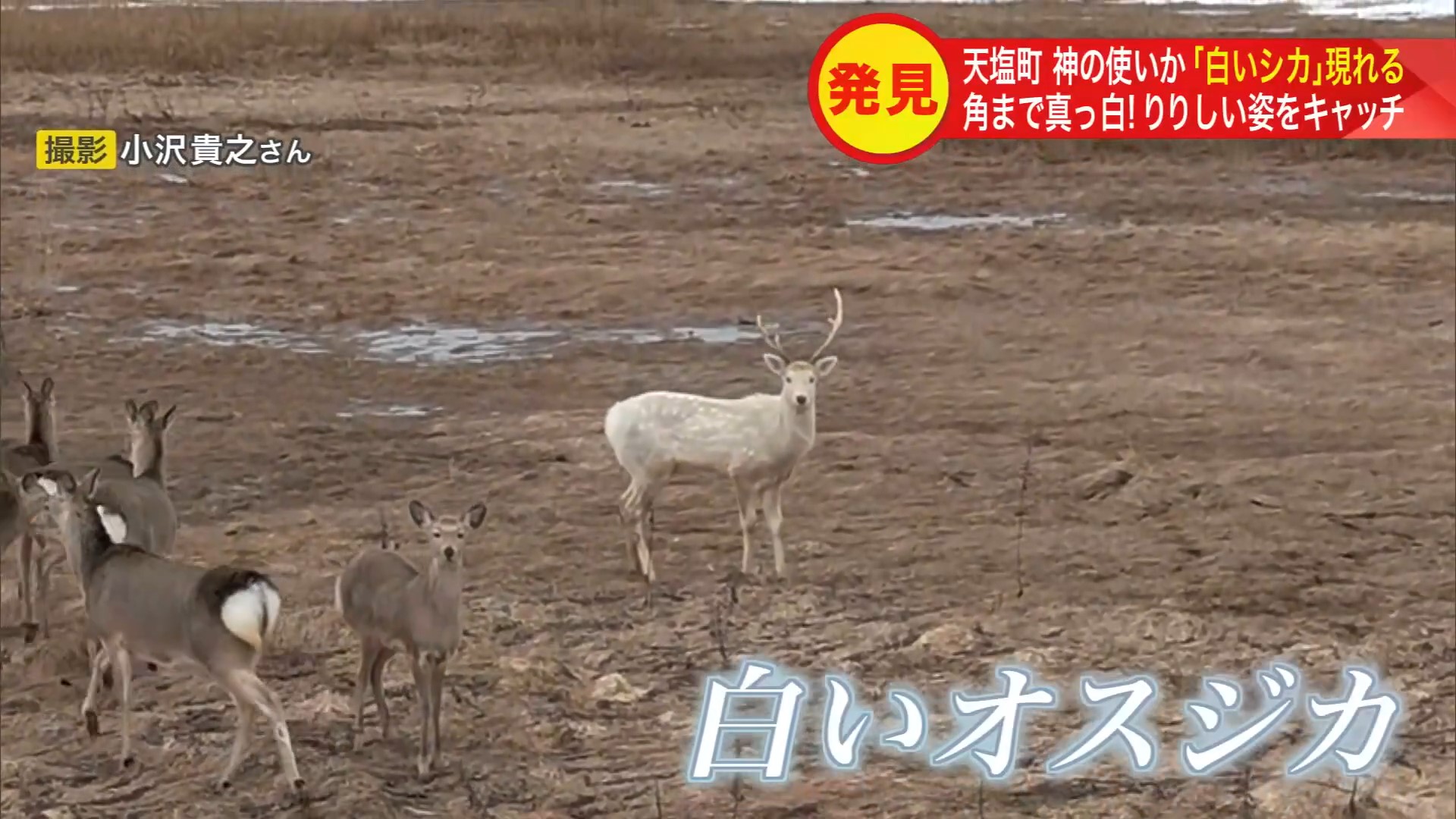 牧草地に現れた白いオスジカ(撮影:小沢貴之さん)