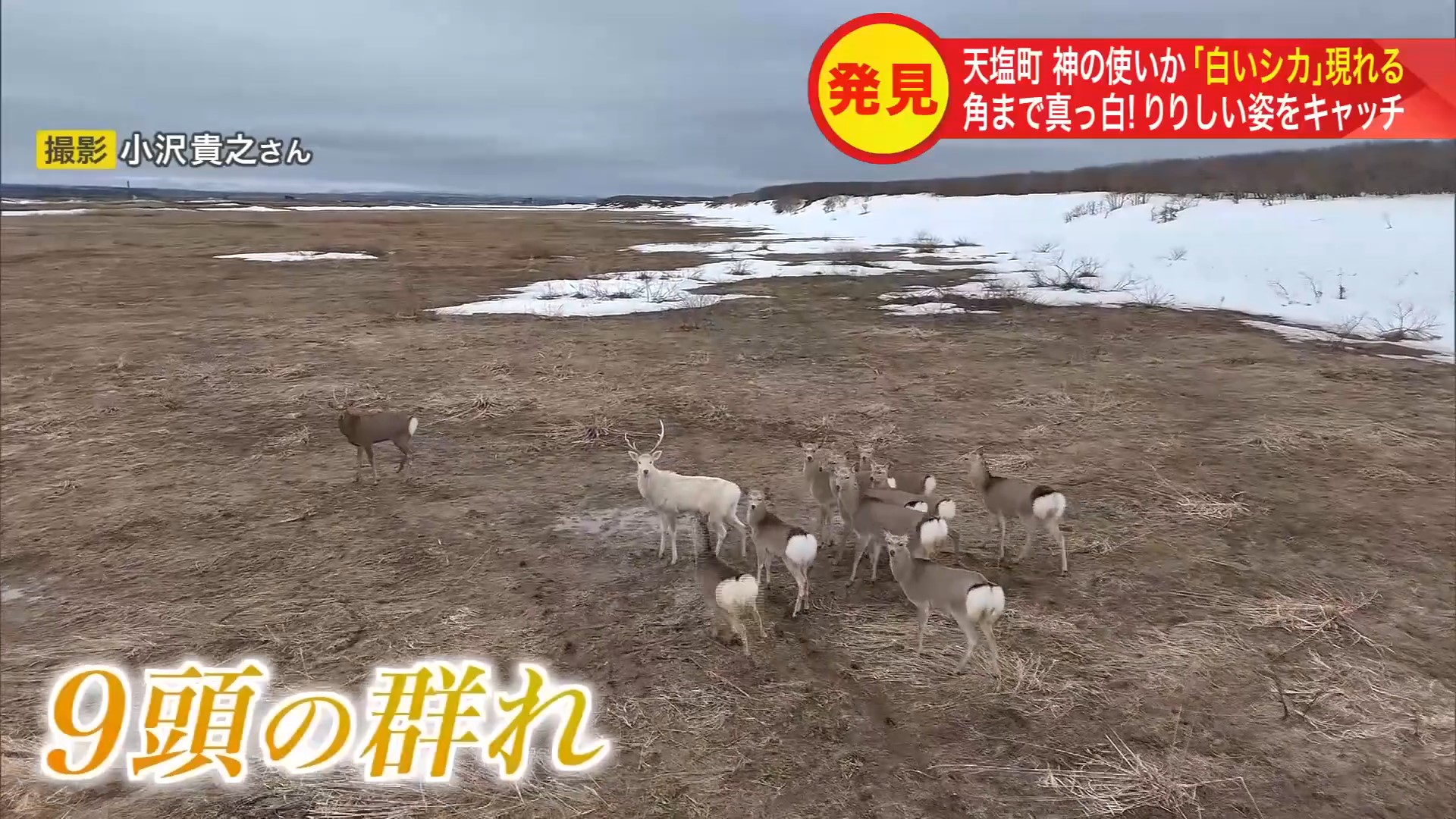 その姿は まるで“神の使い”のよう