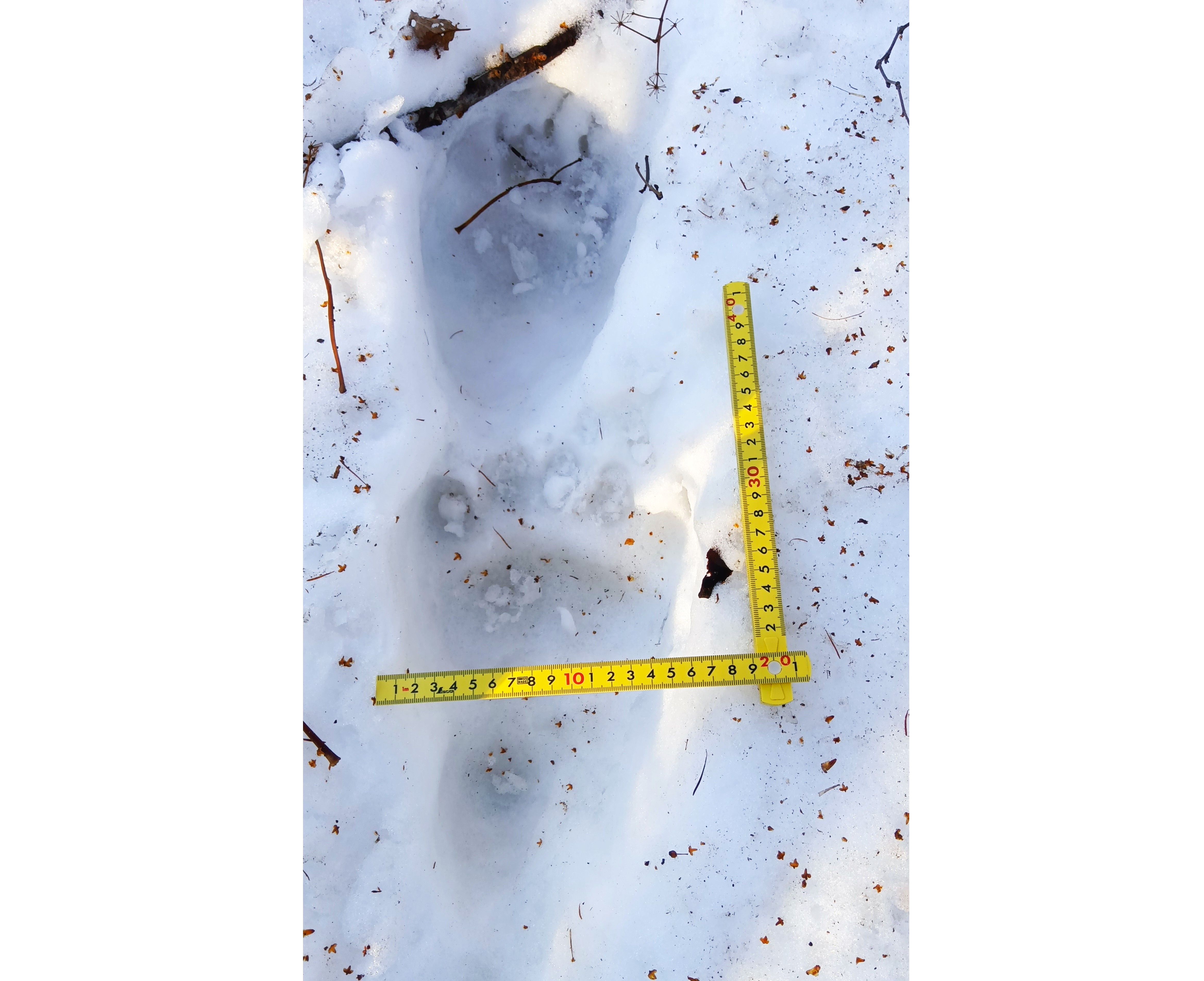 真駒内でみつかったクマ足跡(提供:札幌市)