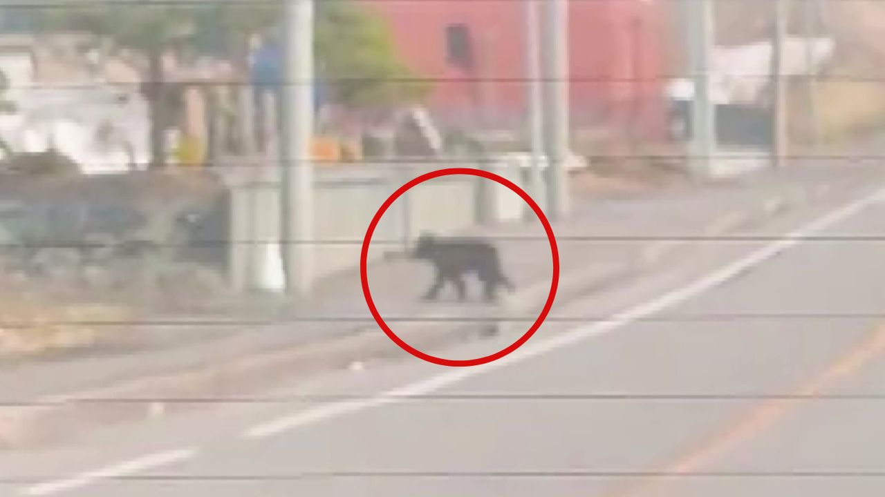 道路を横断するクマ(提供:サモエド 琥珀さん)