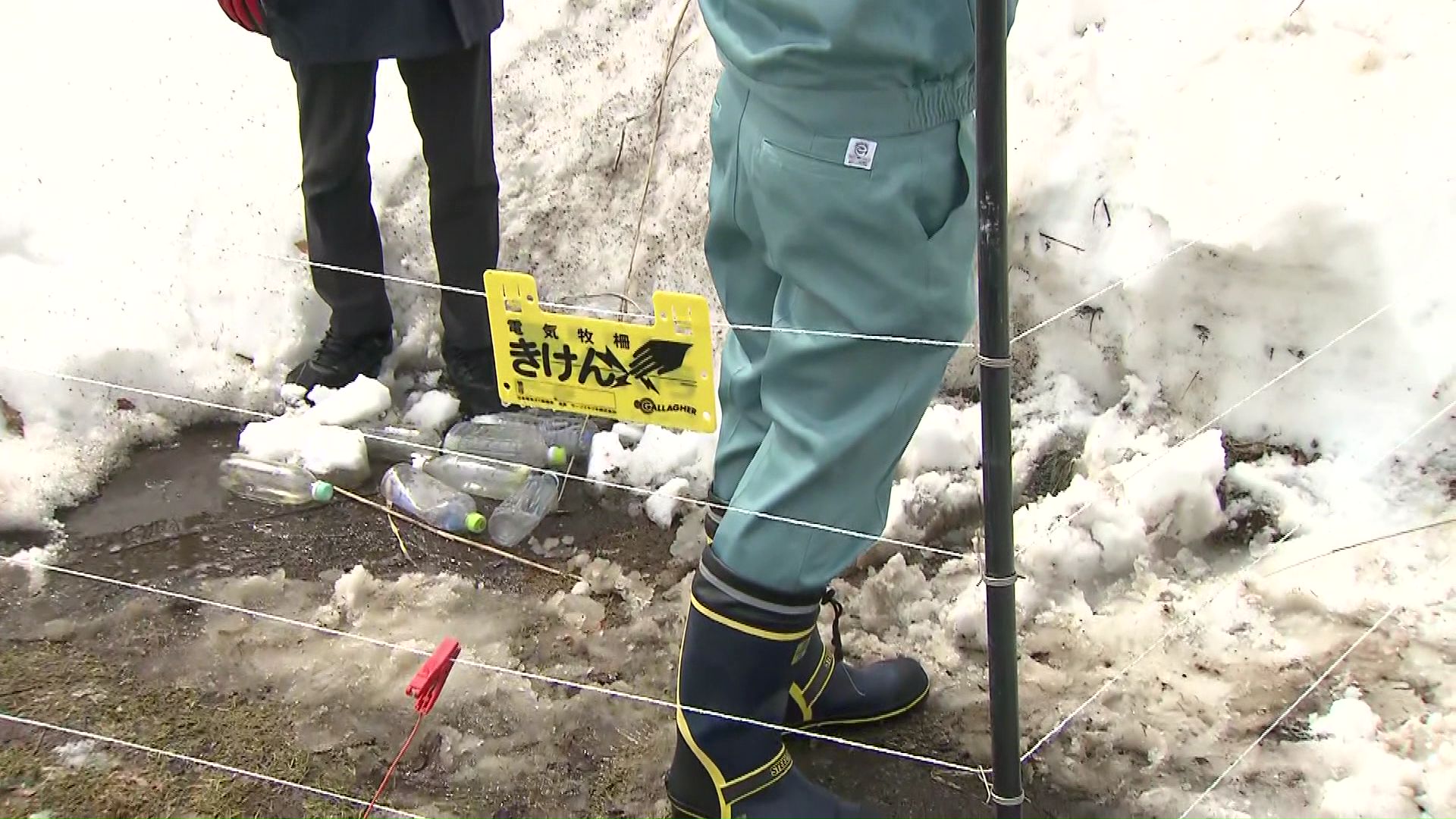緊急で電気柵を設置
