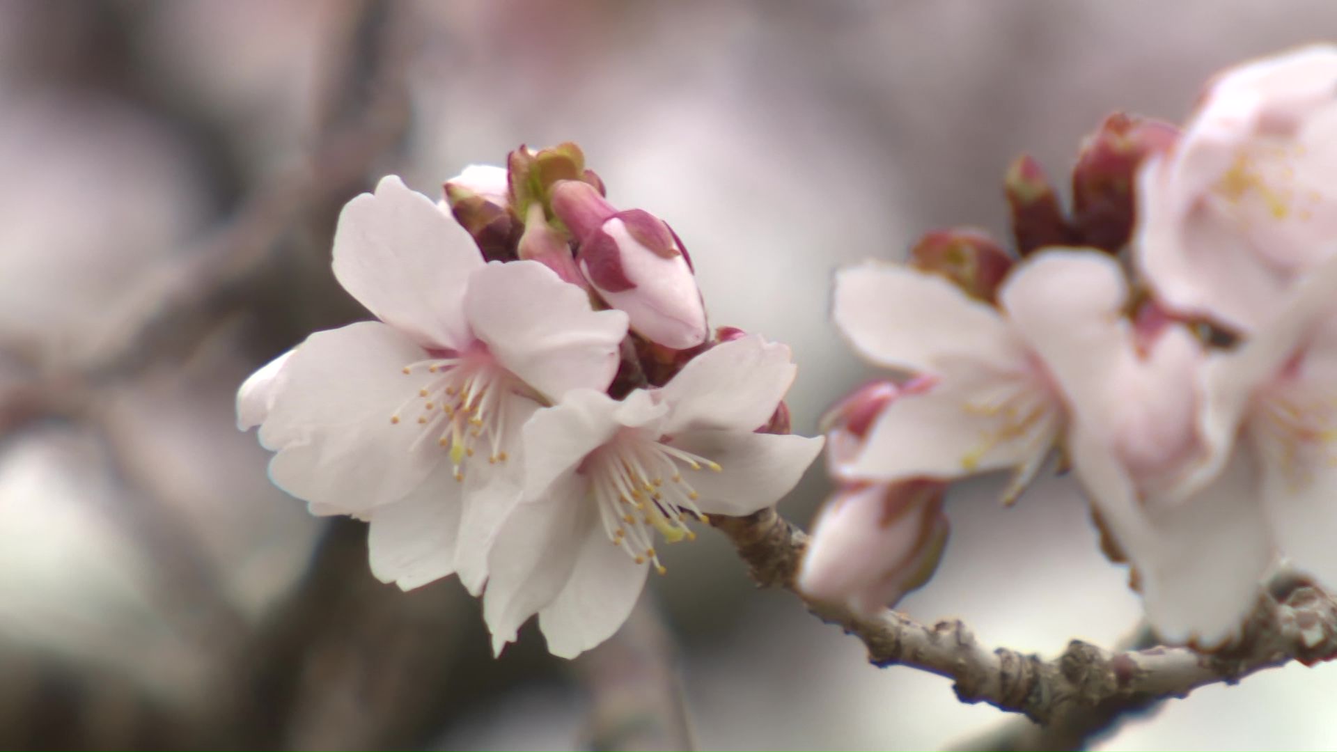松前町のフユザクラ