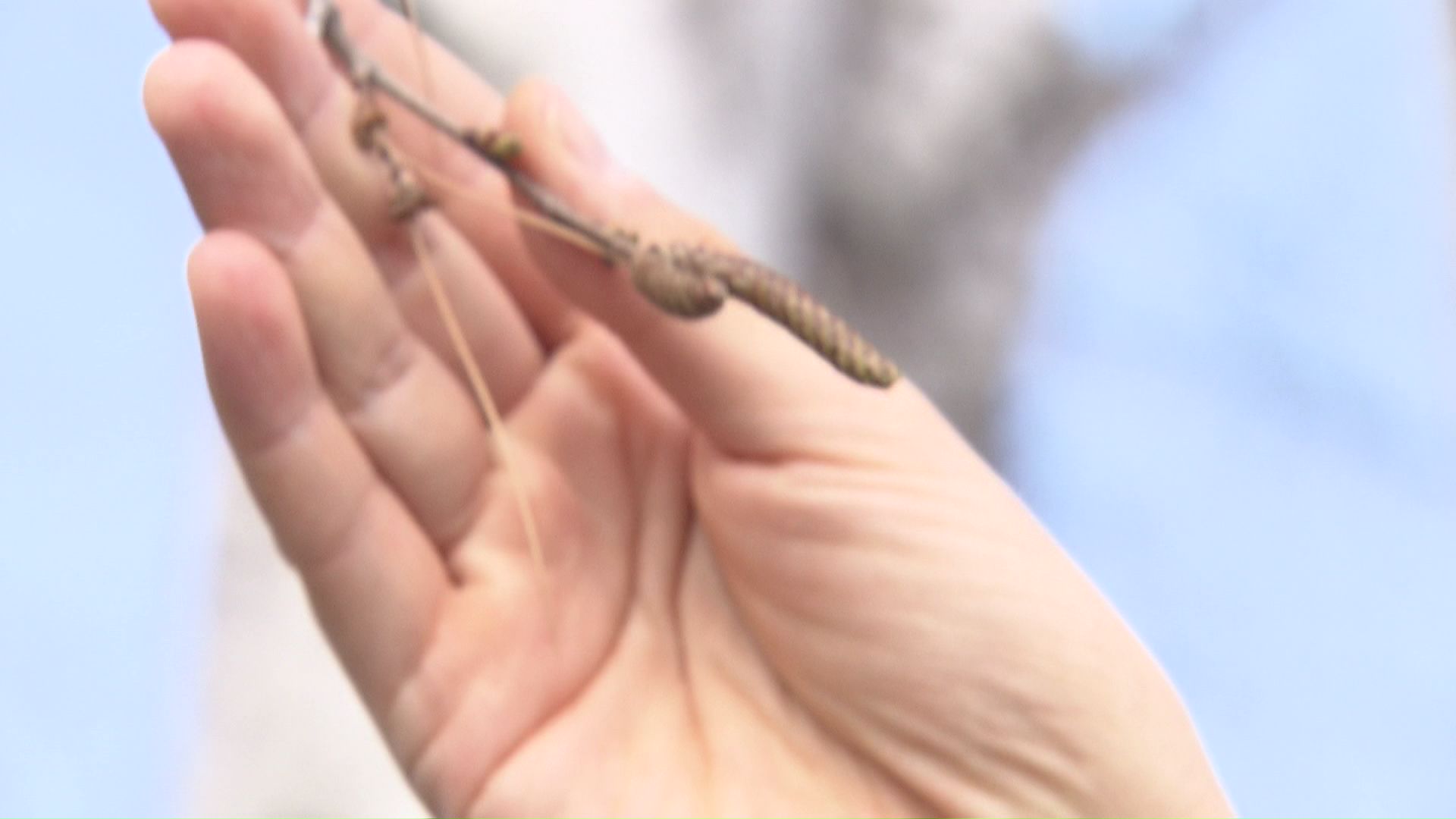 そろそろ気になるシラカバの花粉…