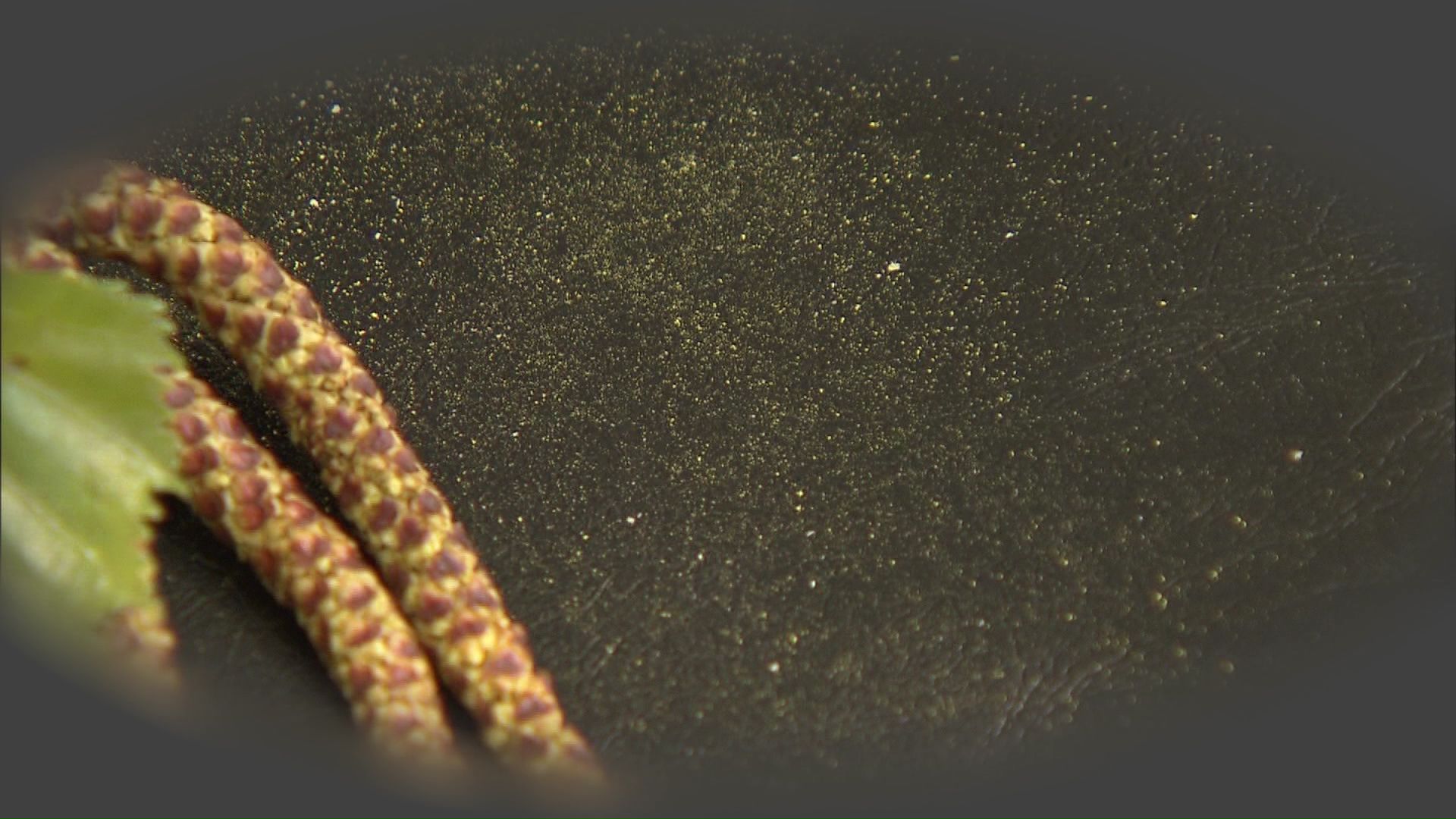 まもなく始まるシラカバ花粉の飛散