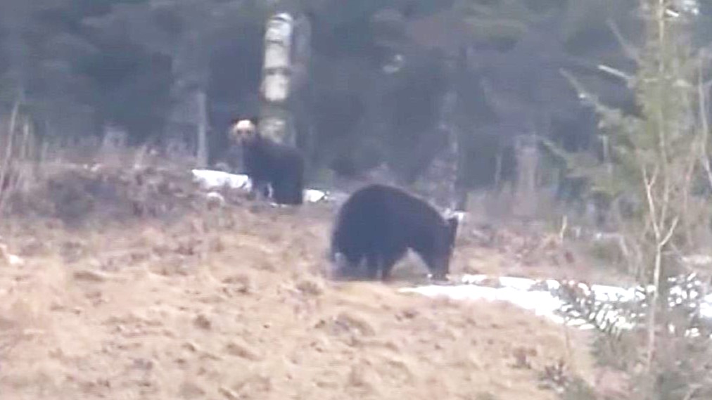 山の斜面を歩く親子グマ2頭