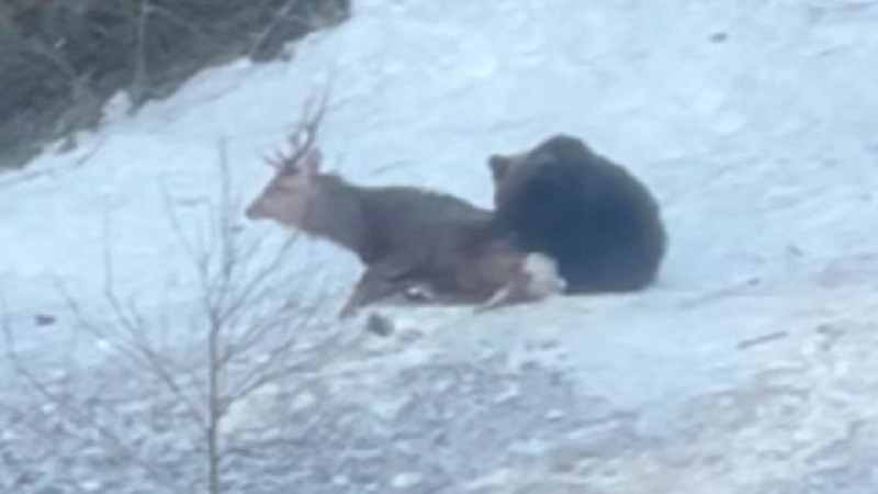 クマが生きたオスジカを襲い抑えつける―