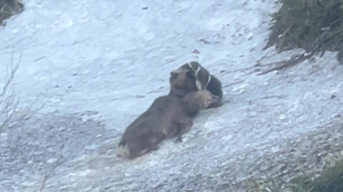 クマに襲われて…