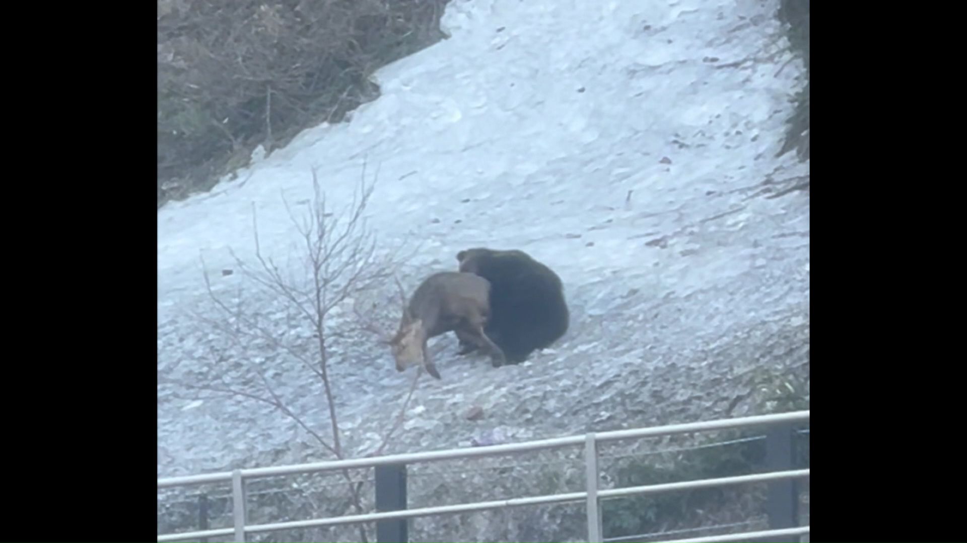 シカを襲うクマ(提供:視聴者)