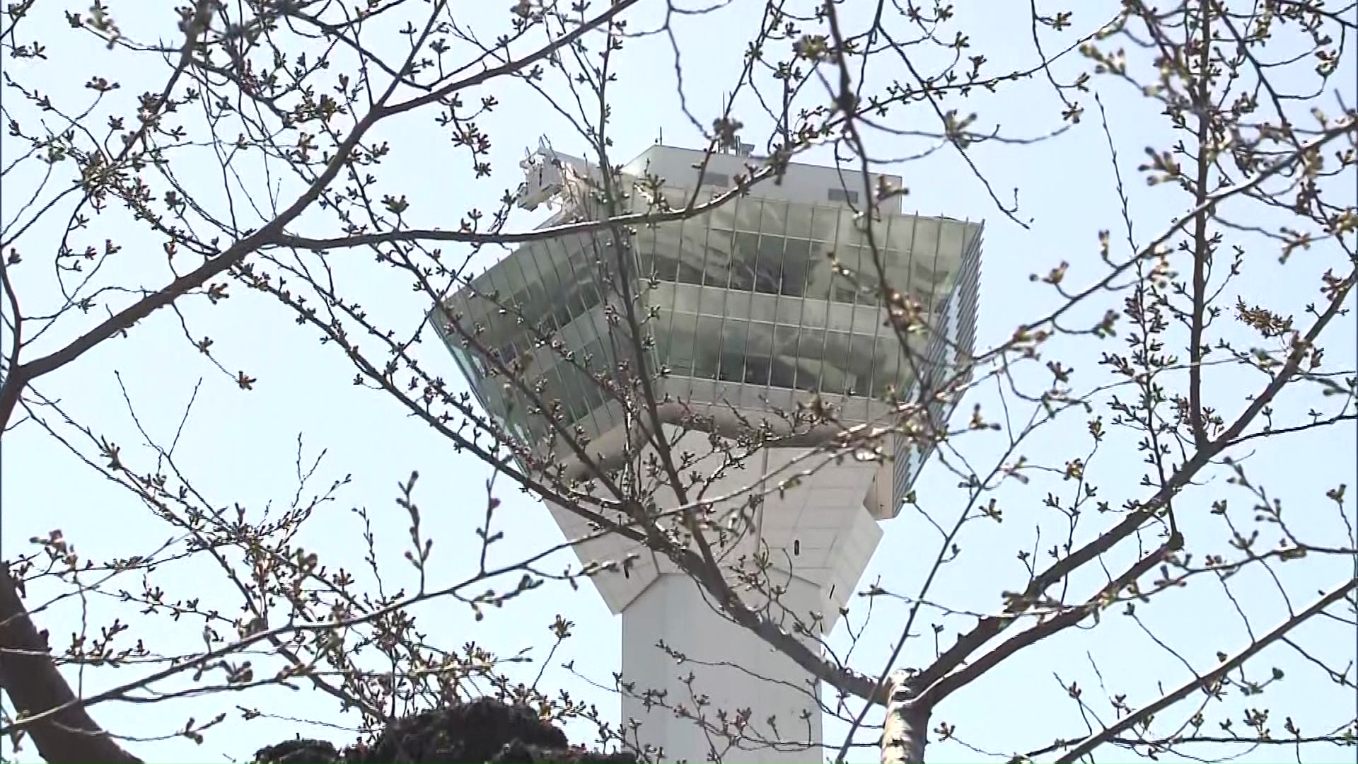 五稜郭のサクラ満開はもう間もなく