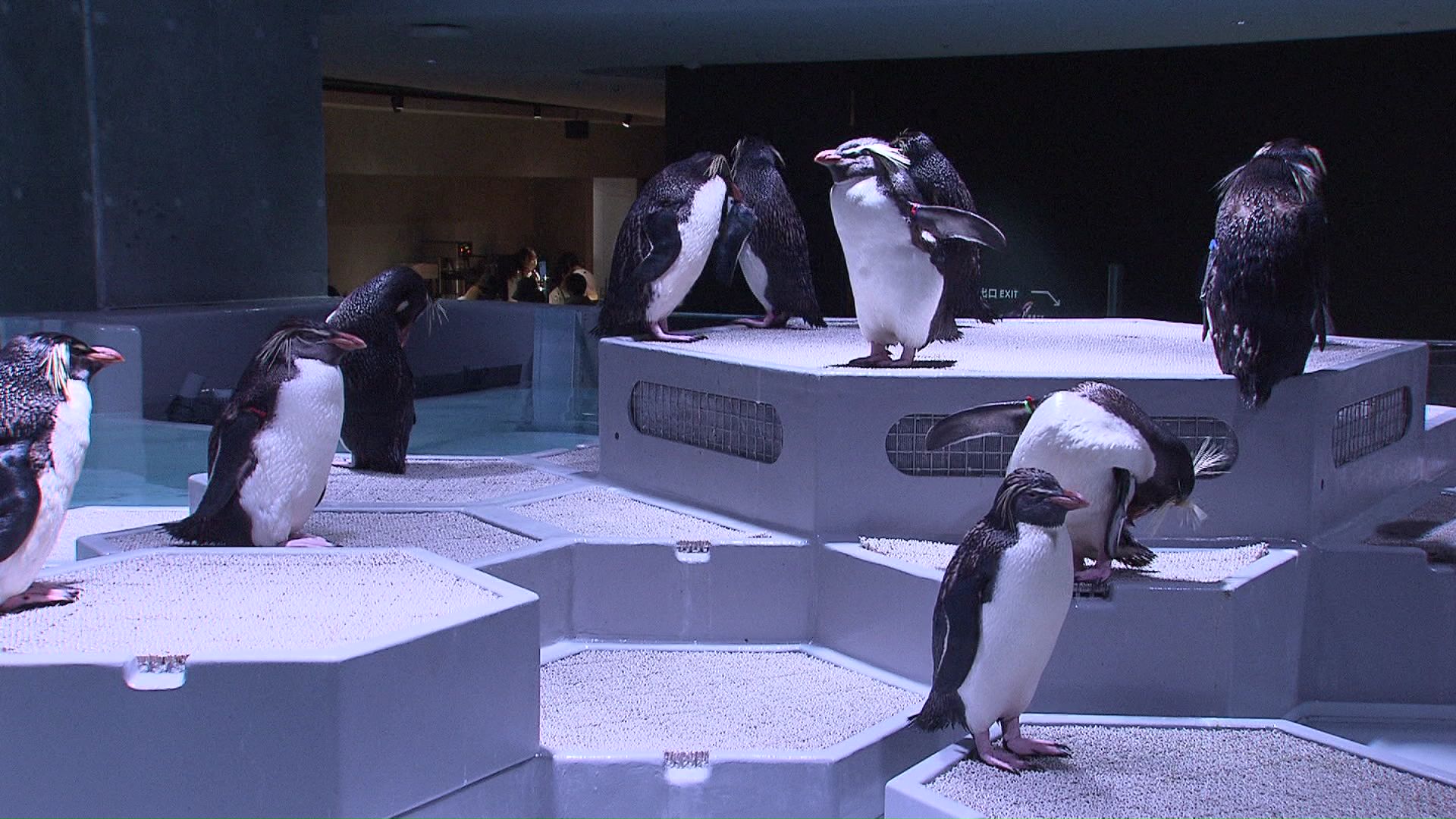 館内にはペンギンの鳴き声が響く