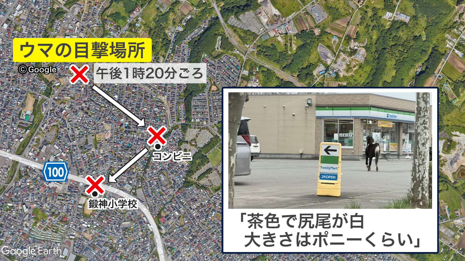 函館市内の各地で目撃された