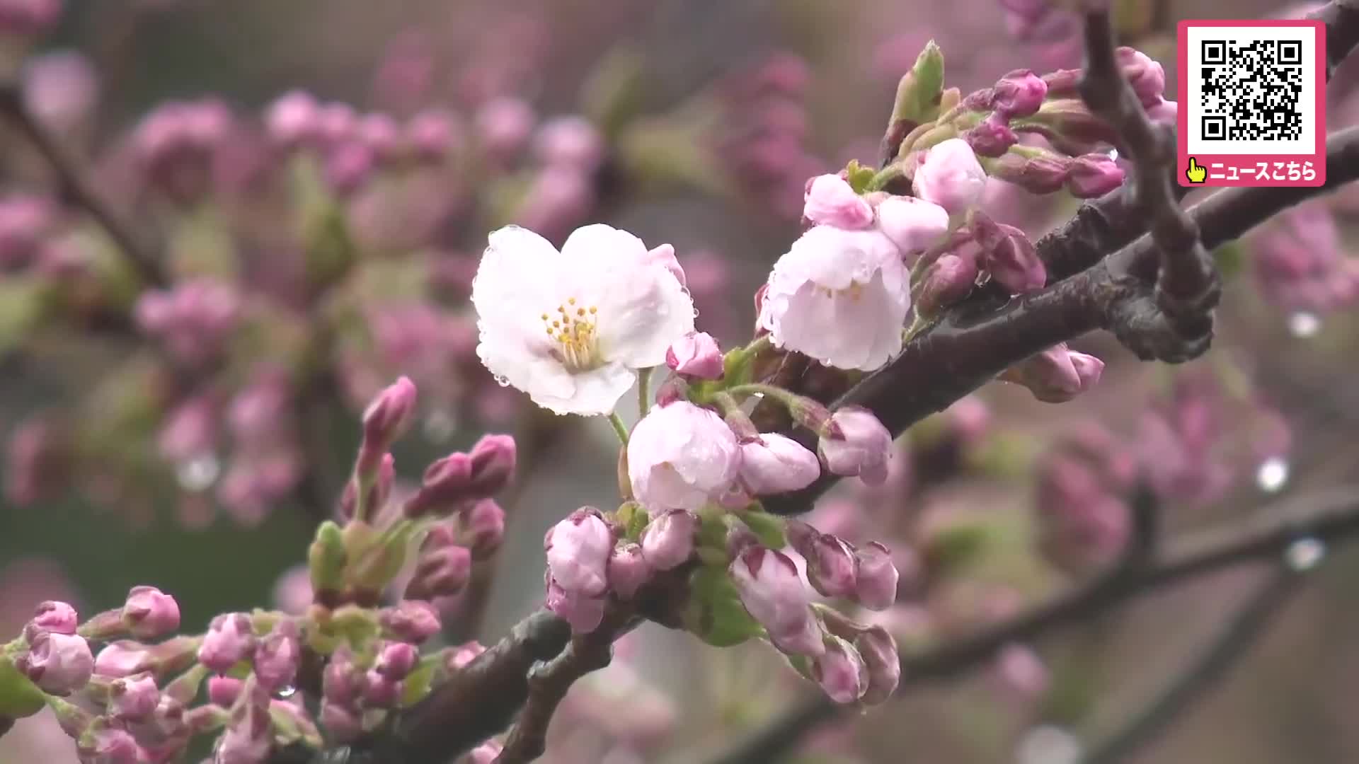 北海道にも桜前線上陸！松前町で今季初のサクラ開花宣言「やっと春が来たという感じ」平年より7日早く、2024年より4日遅い開花