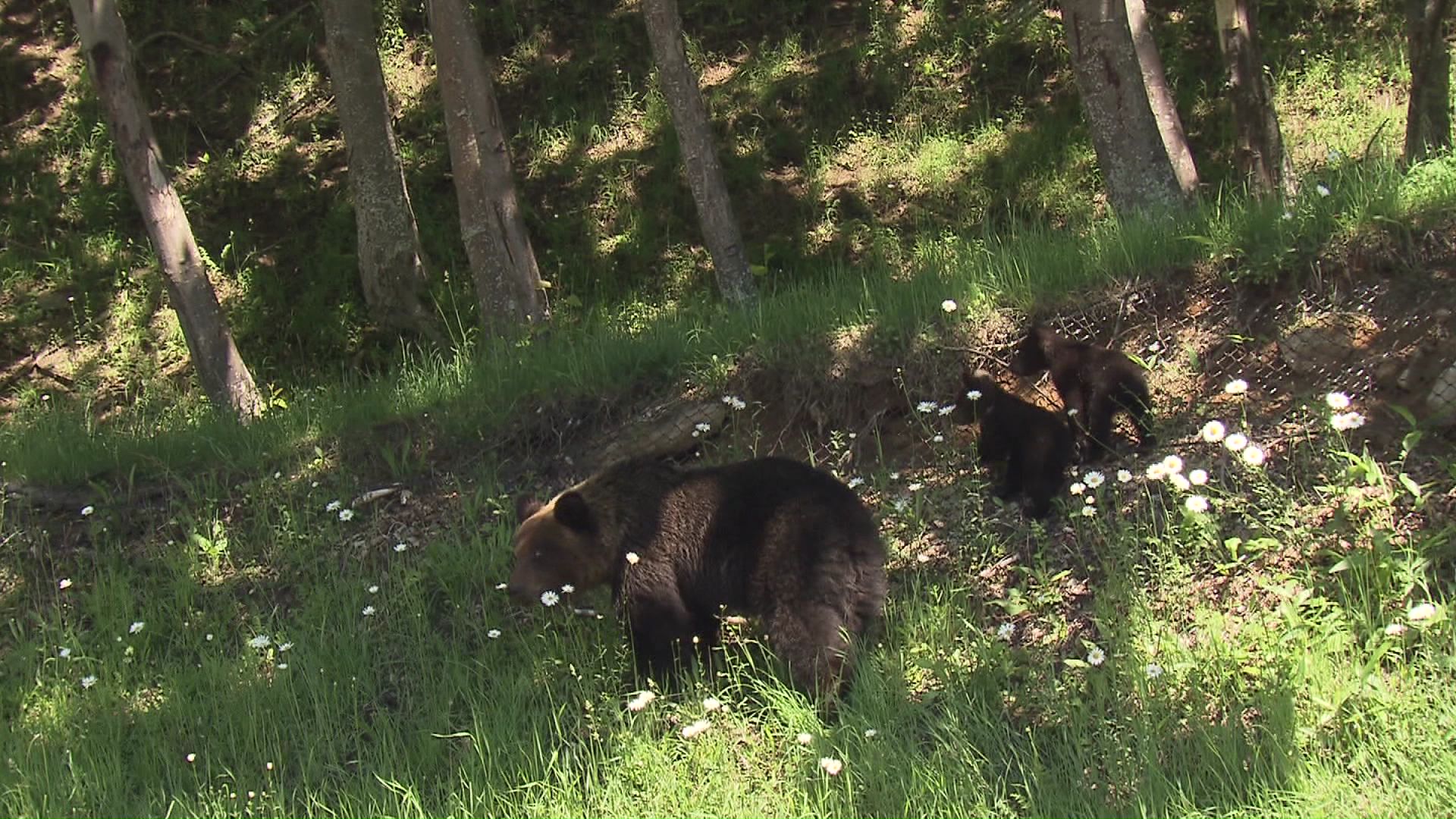 「知床」は2005年に世界遺産に登録