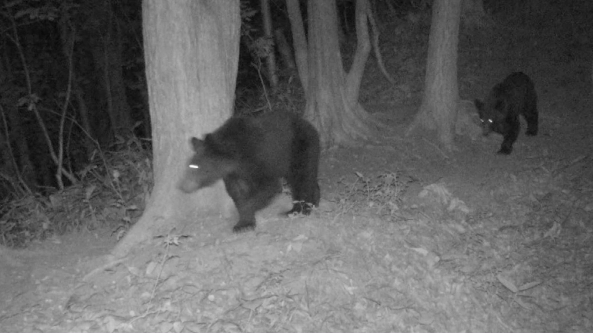 2024年に目撃されたクマ(提供:札幌市)