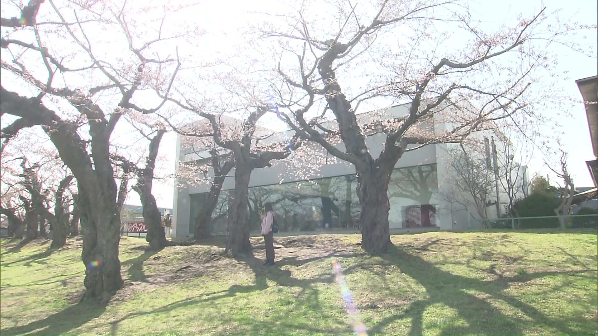 公園の一角にたくさんの桜が