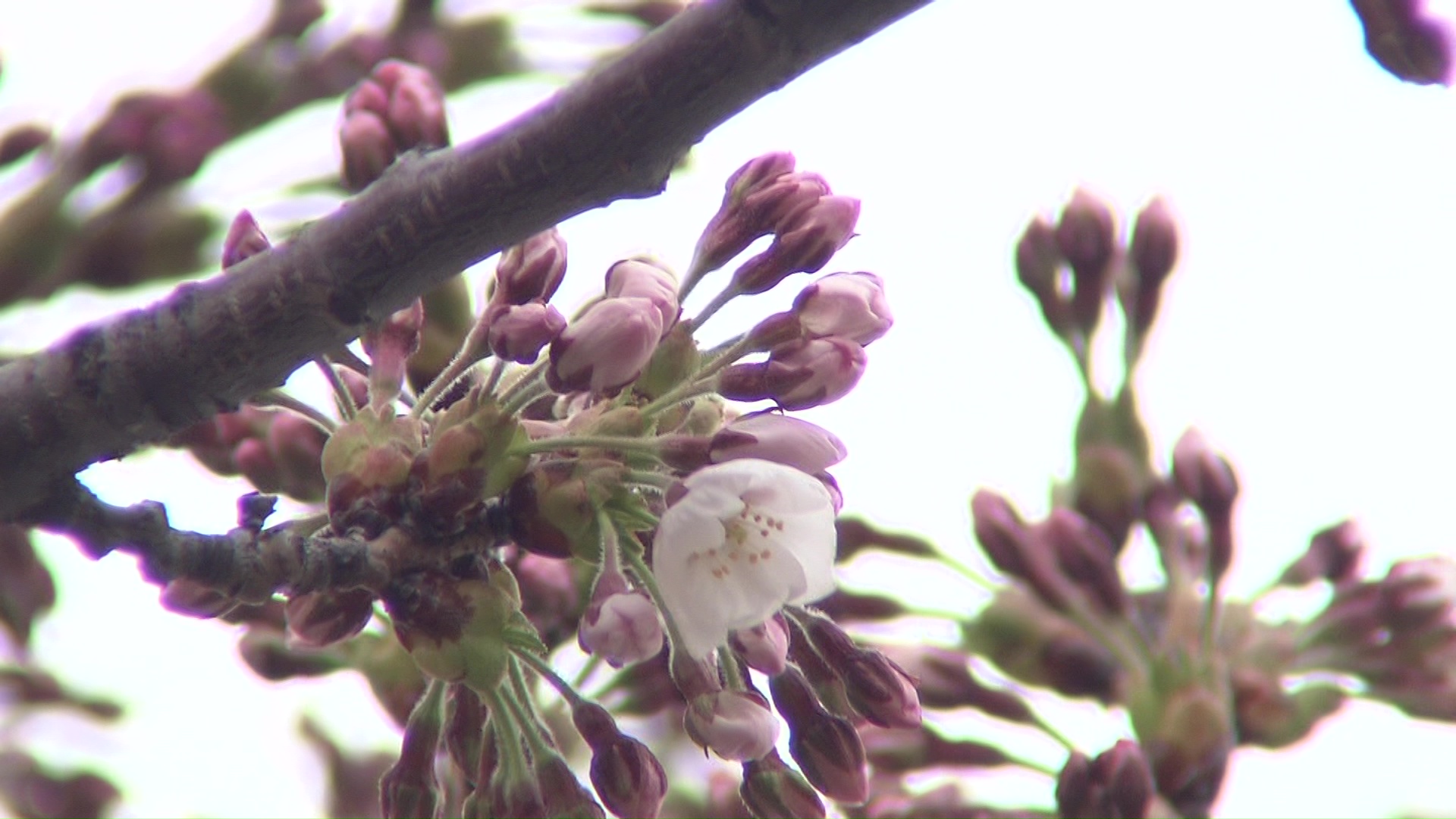 北海道に上陸したサクラ前線