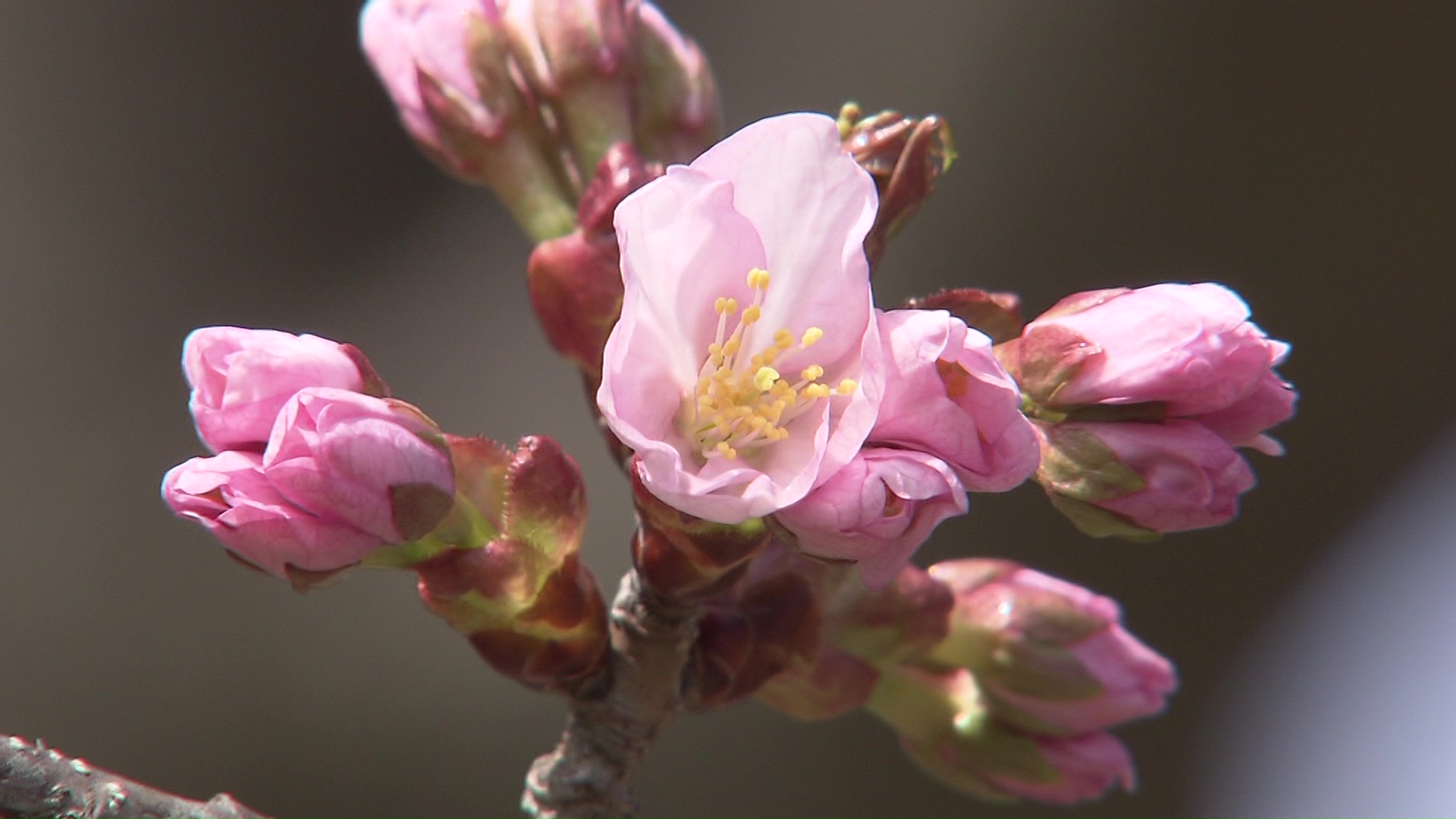 円山公園のエゾヤマザクラは一部開花