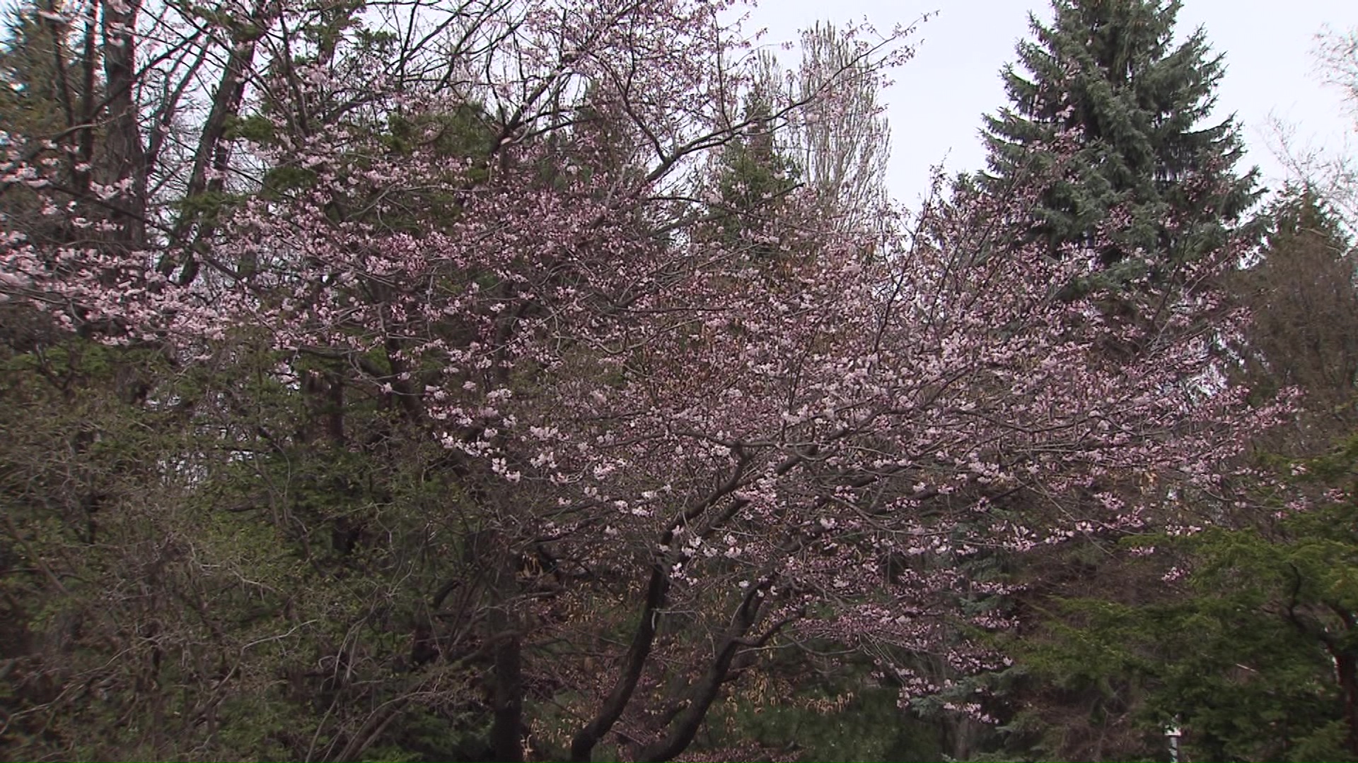 標本木は開花せず