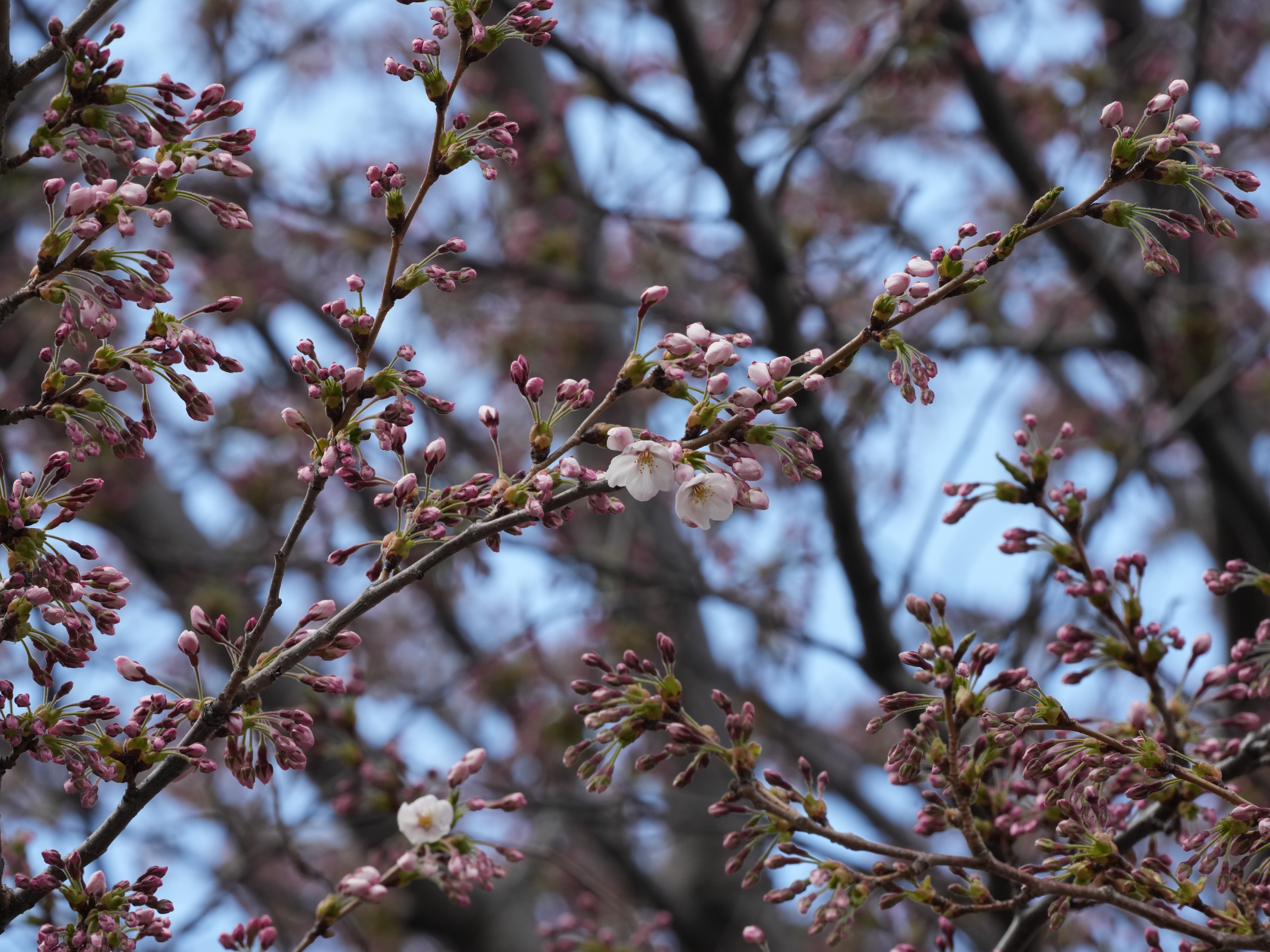 札幌ソメイヨシノの標本木(4/23午後3時30分)