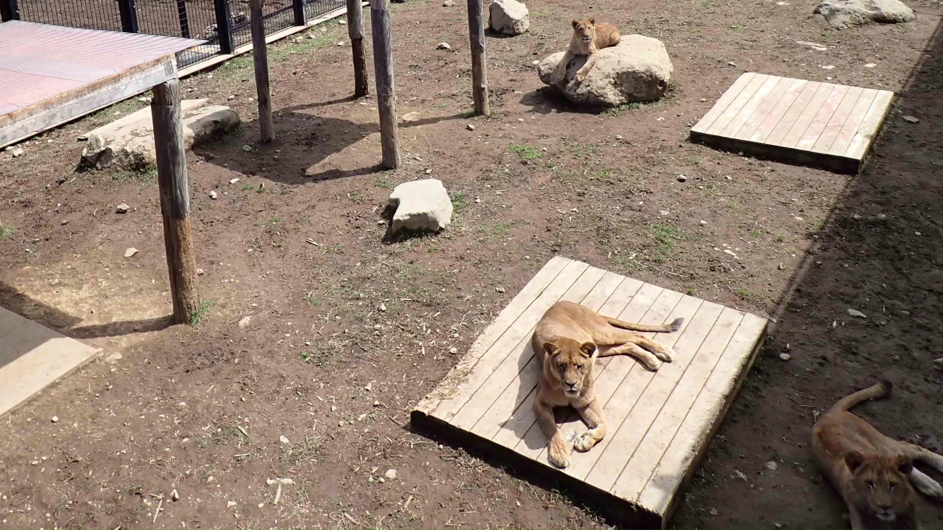 ライオンは移動のめどがまだついていない