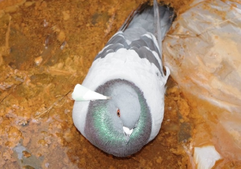 クギのようなものが刺さったハト(提供:道警)