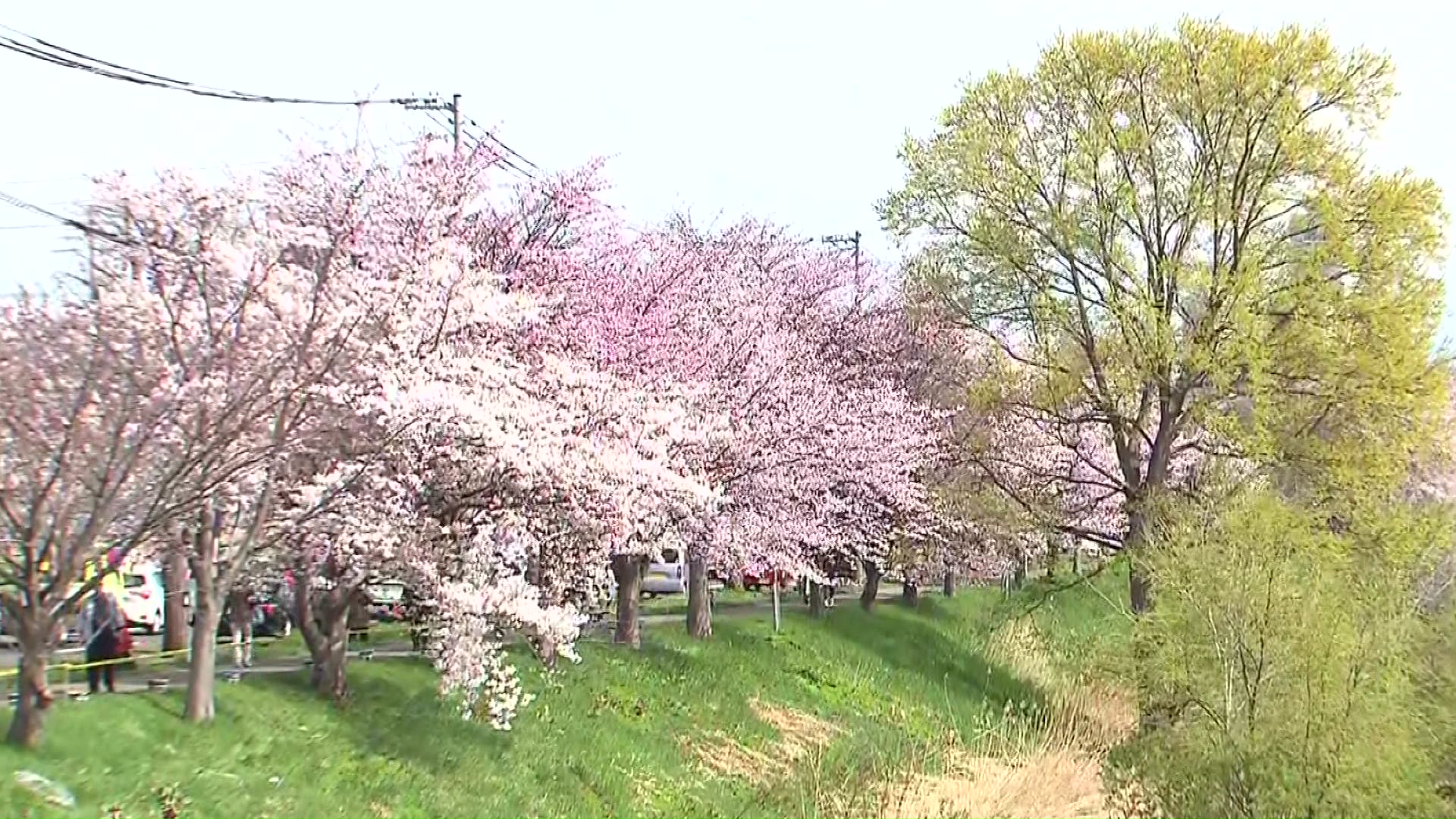 直線で長さ日本一の「新川さくら並木」