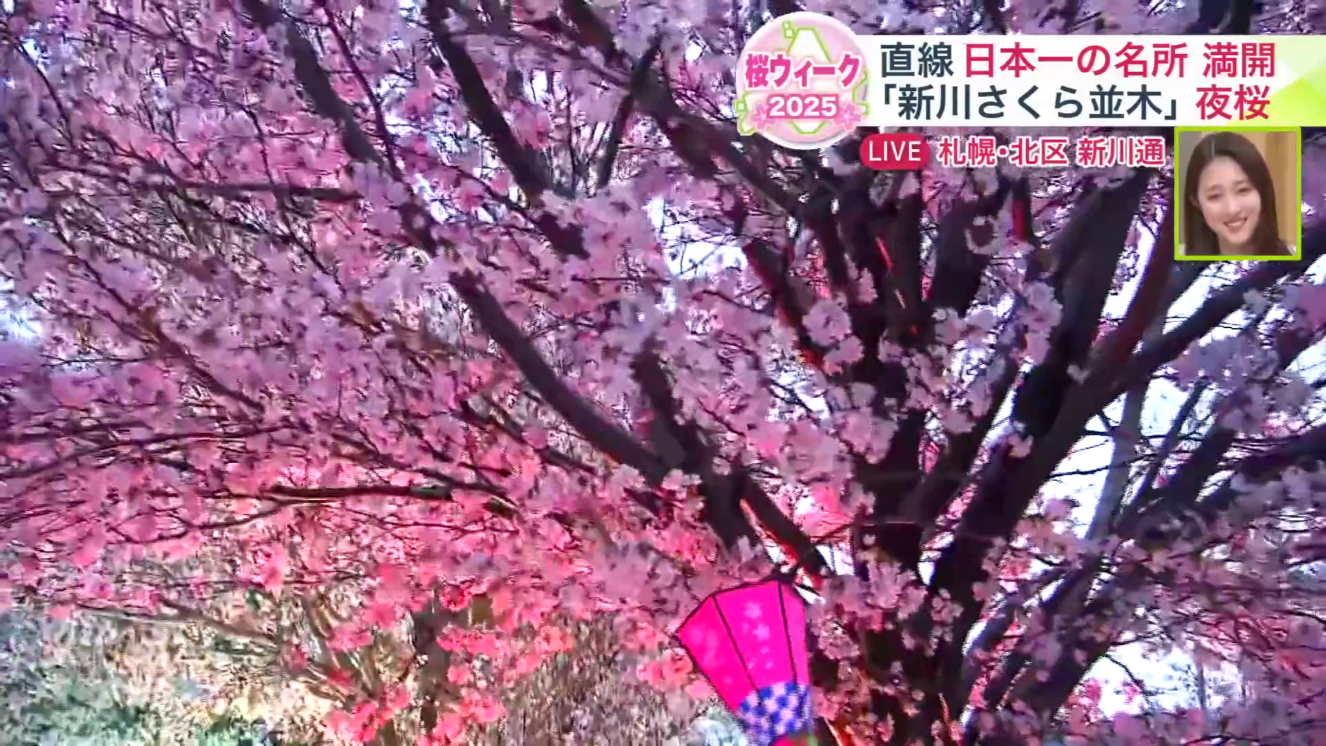 ライトアップされた桜