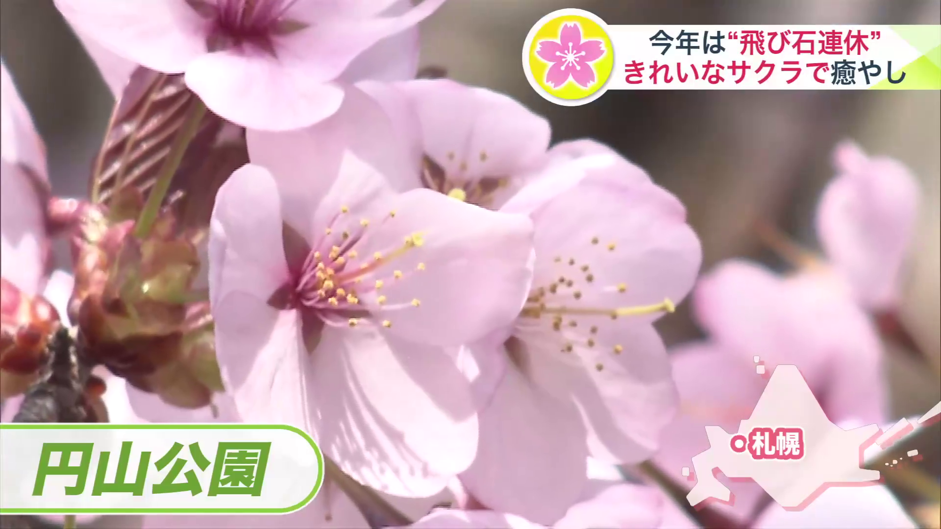 桜の名所・円山公園