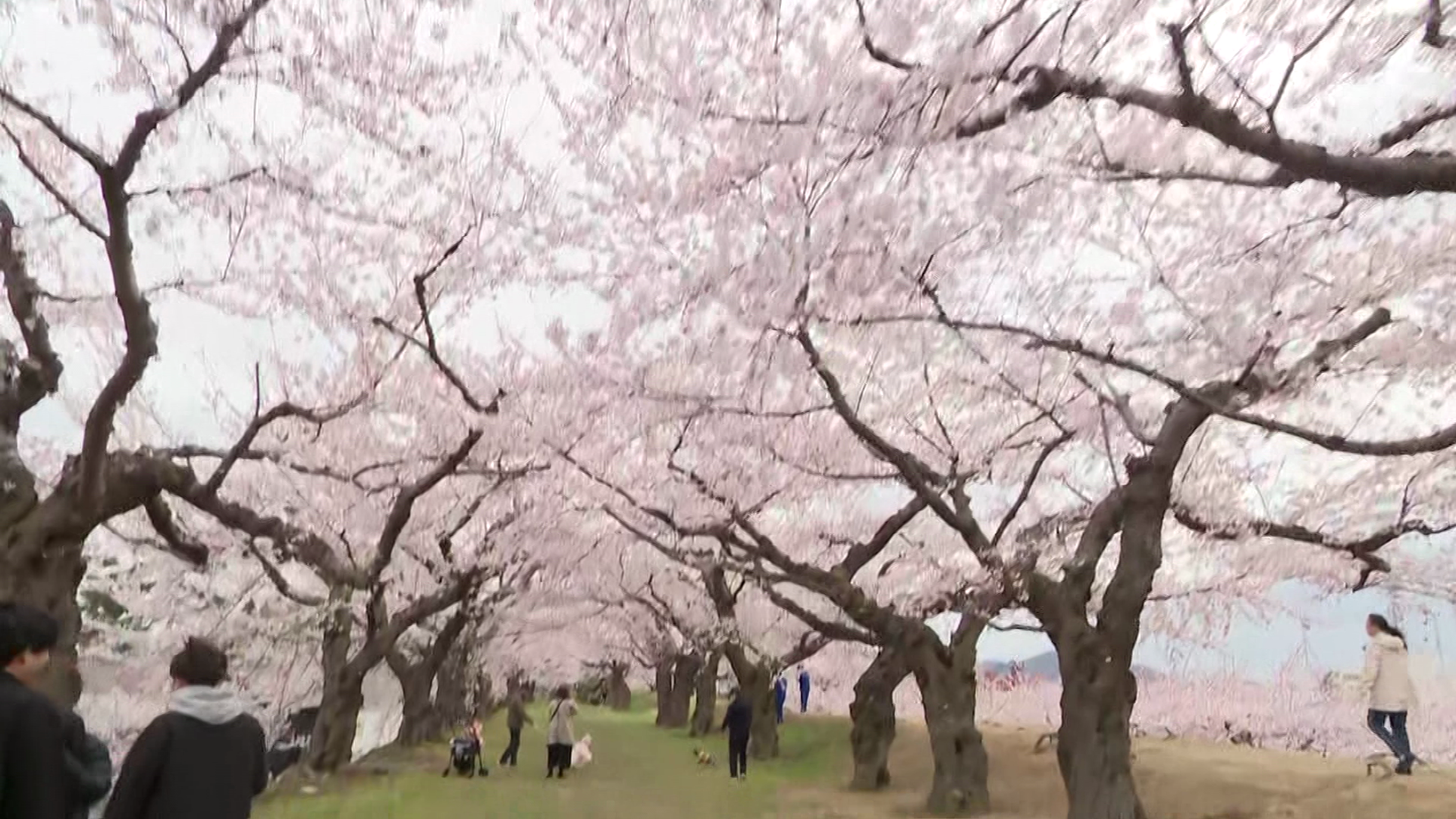 4月28日にサクラが満開になった函館市