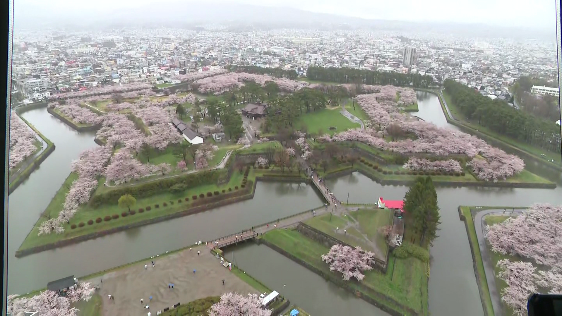 大勢の客が楽しむ五稜郭タワーからのサクラの光景