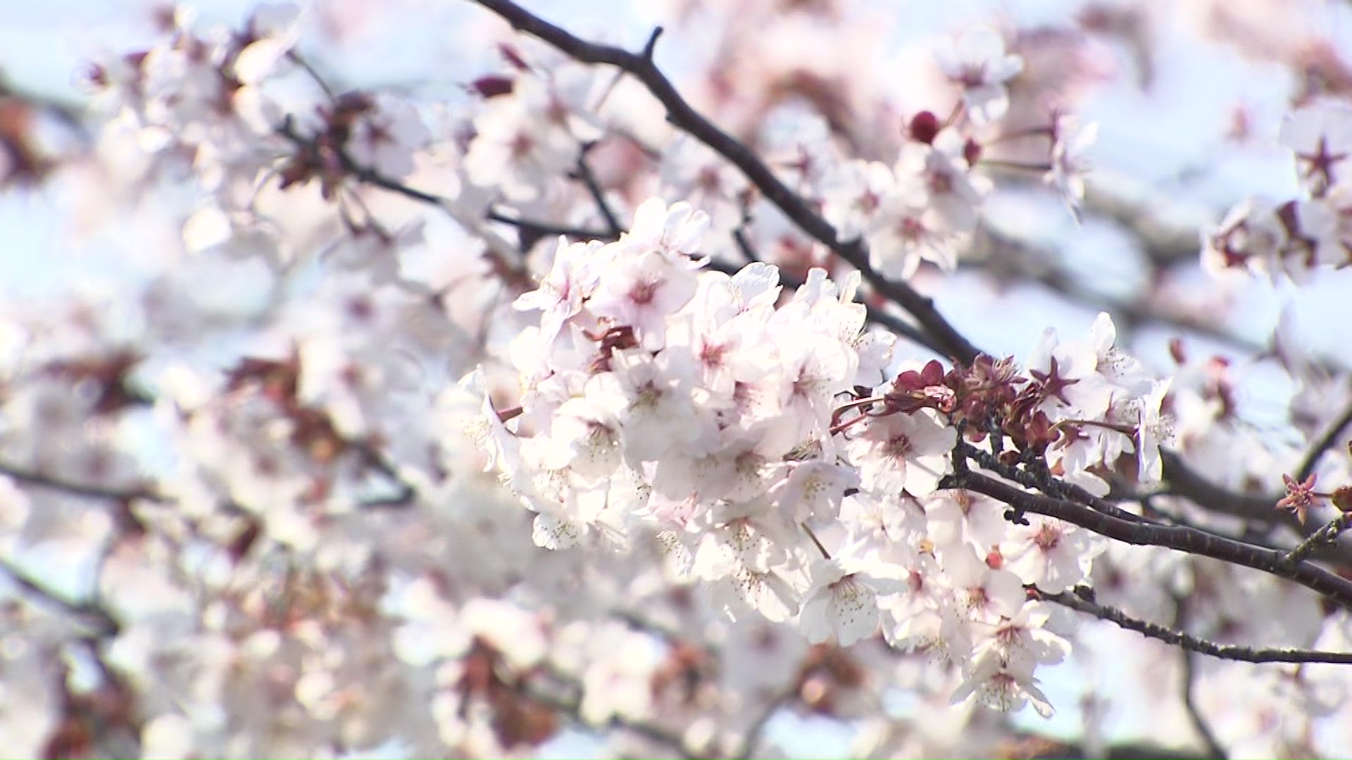 札幌市内の桜も見ごろを迎えている