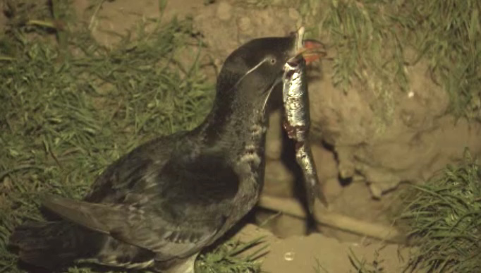 「ウトウ」も鳥インフル感染が確認された(資料:2013年撮影)