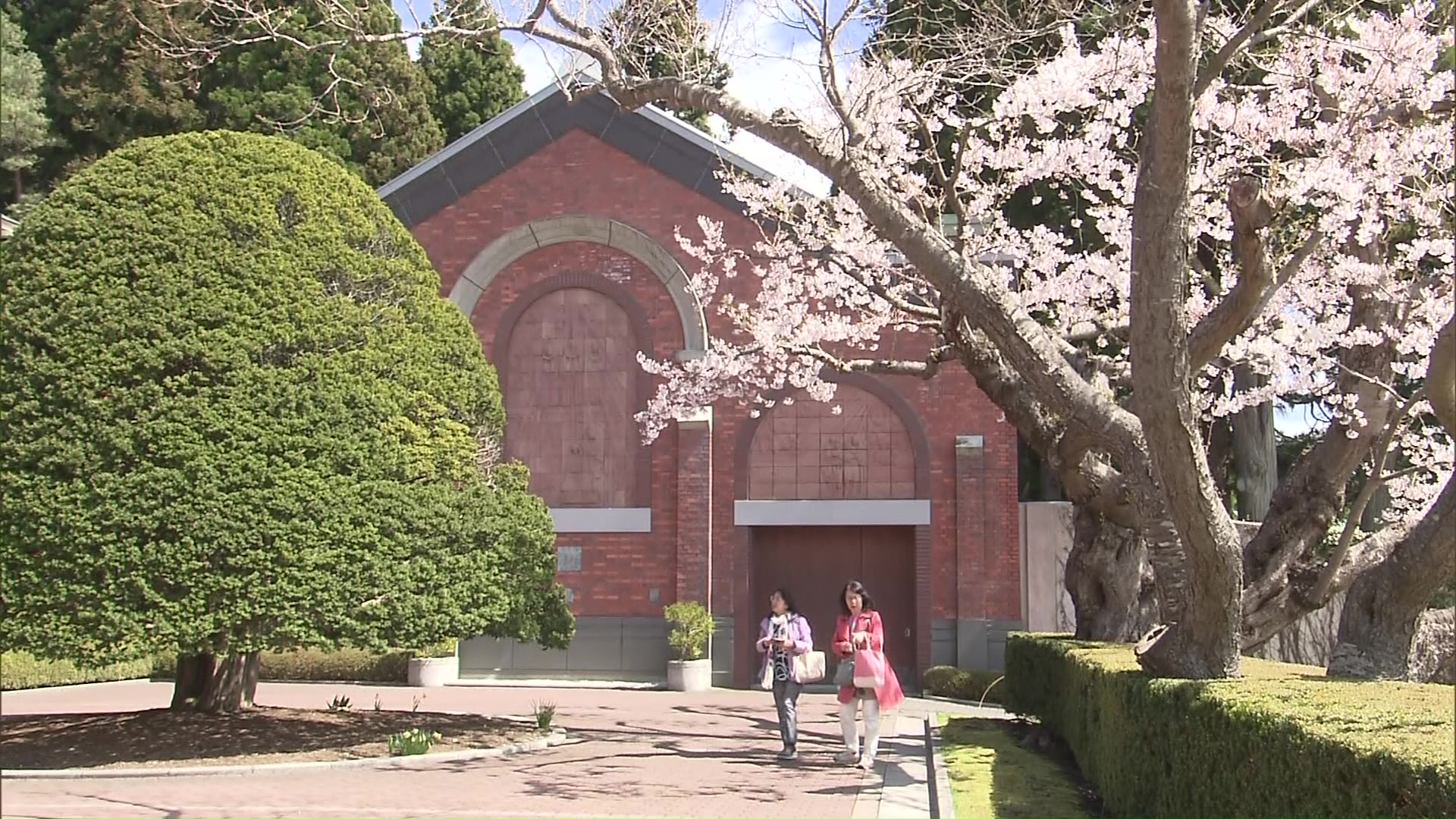 樹齢130年ほどのソメイヨシノ