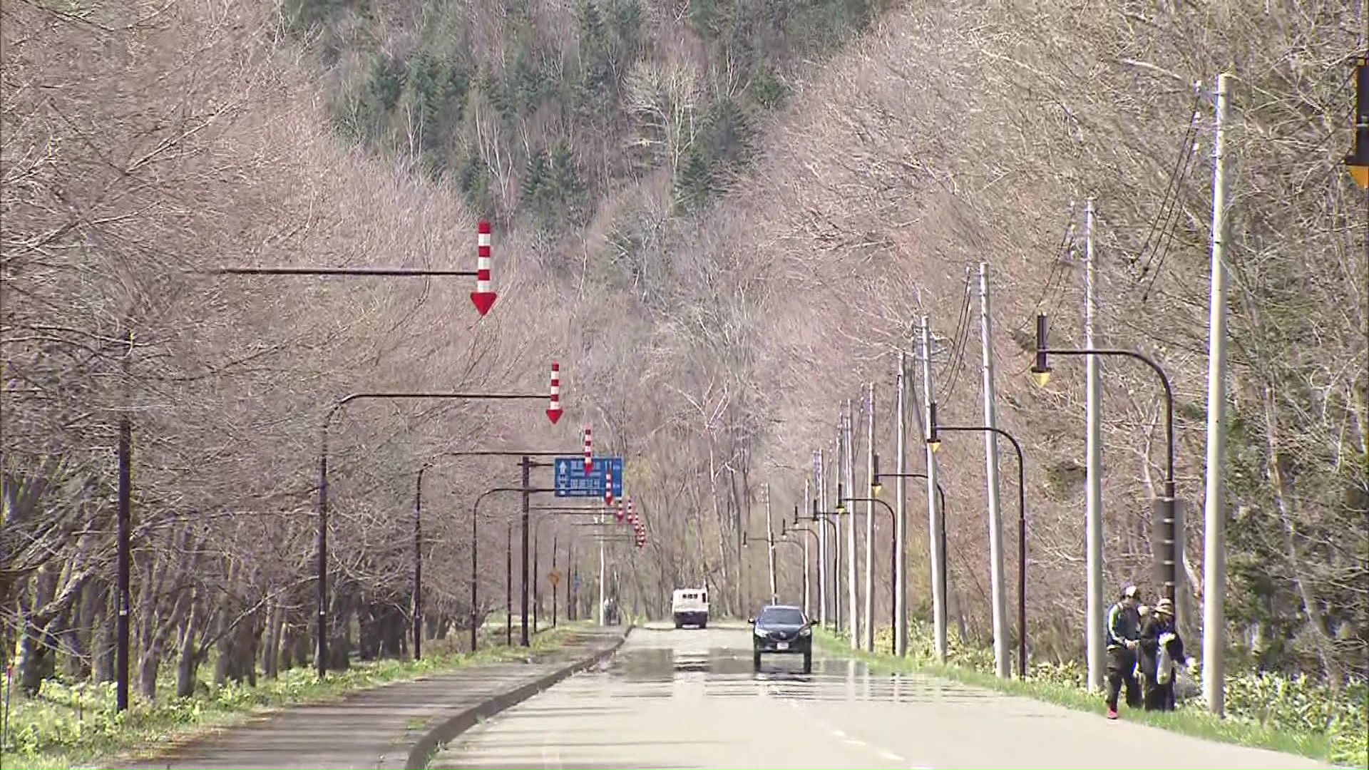 桜並木は5月12日ごろから見頃