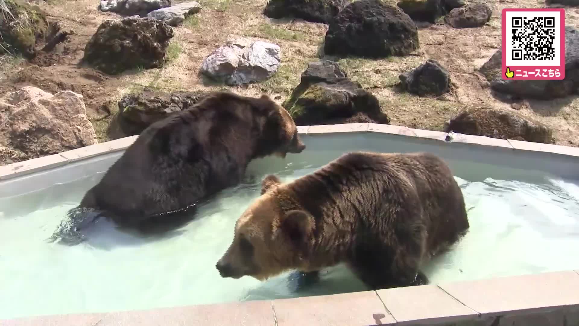 釧路市動物園の「エゾヒグマ館」約1億8900万円かけてリニューアル…”6年ぶりのヒグマ展示”_2頭をのぼりべつクマ牧場から迎え入れる_来場した釧路市民は「うれしいです。来てくれて」〈北海道〉