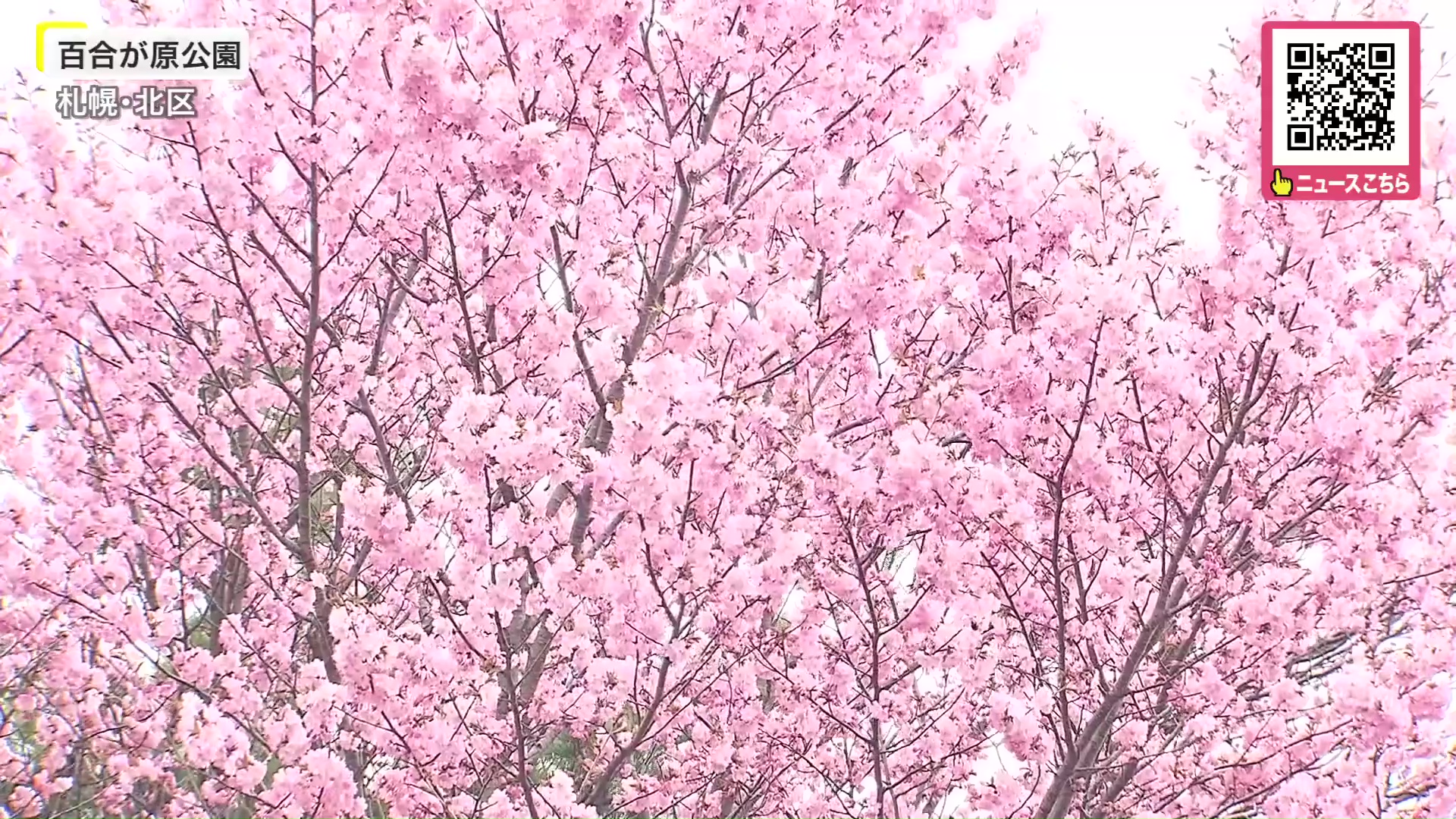 百合が原公園