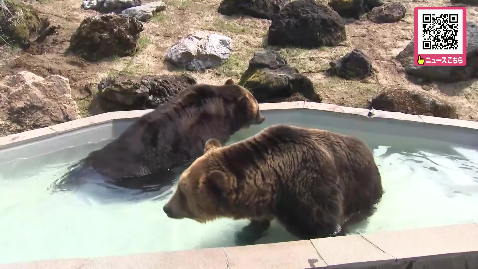 釧路市動物園が”ネーミングライツ”販売！「エゾヒグマ館」→「ふたみ青果エゾヒグマ館」に改称_市内の会社が年間60万円で3年契約〈北海道〉