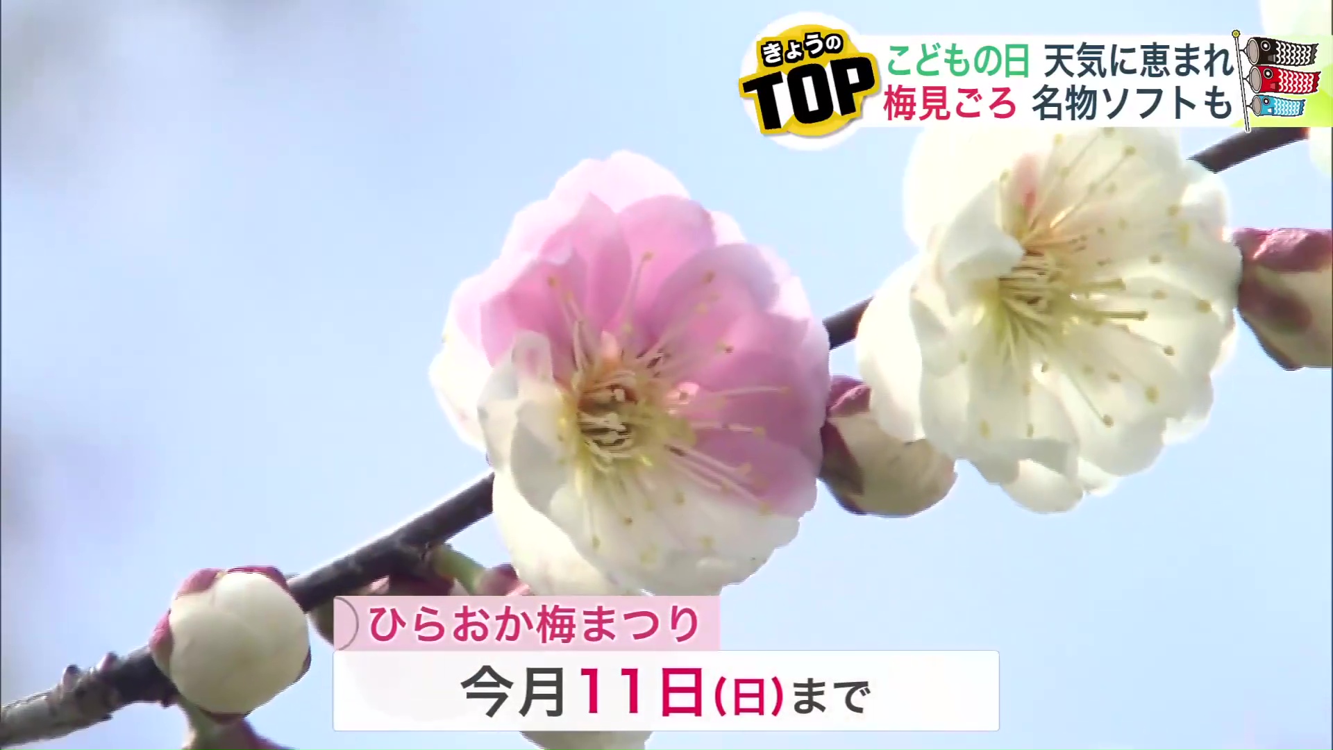 「ひらおか梅まつり」は5月11日まで
